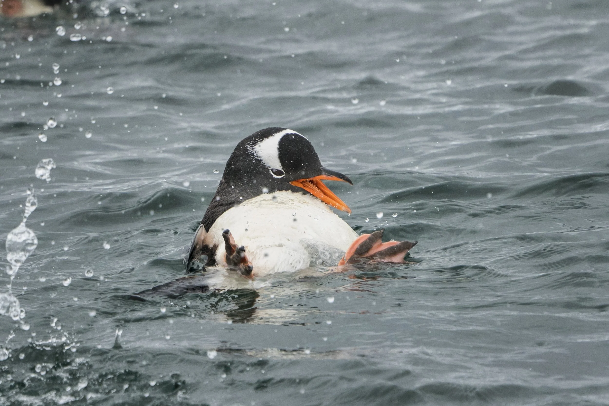 Gentoo Penguin