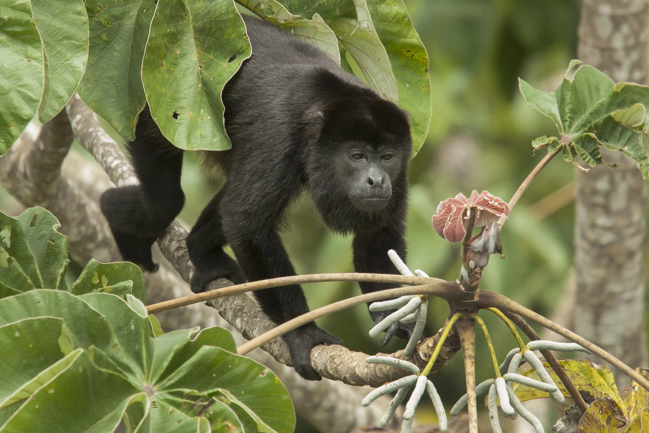 Black Howler, Panama