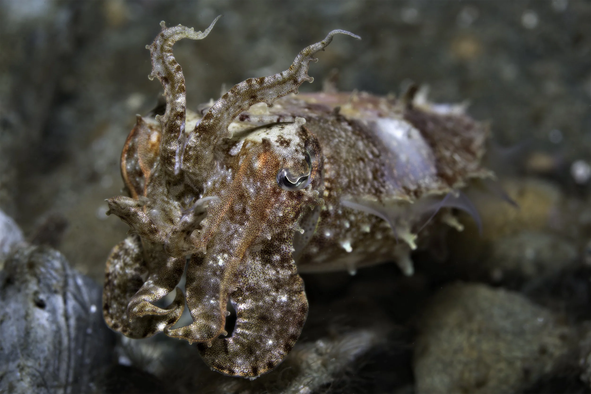 Ambon_DSC00913.jpg