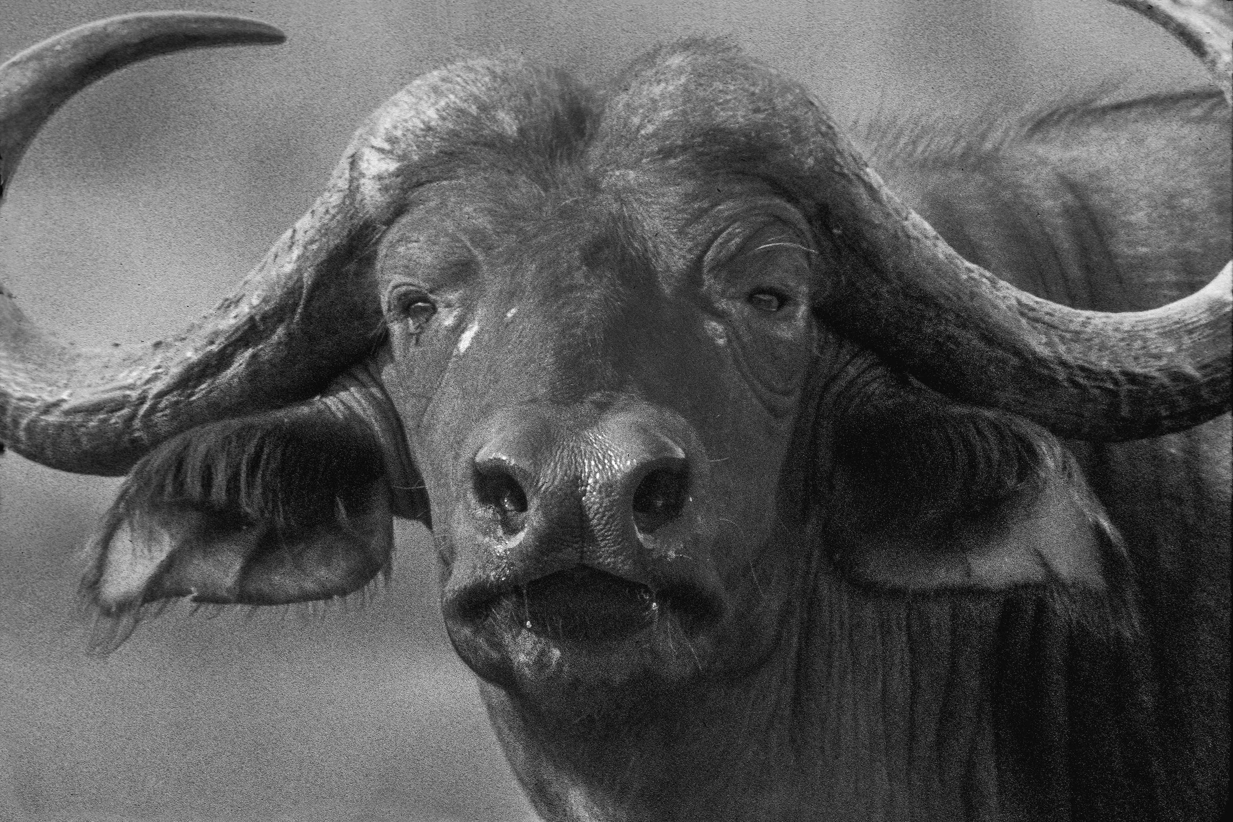 Cape Buffalo