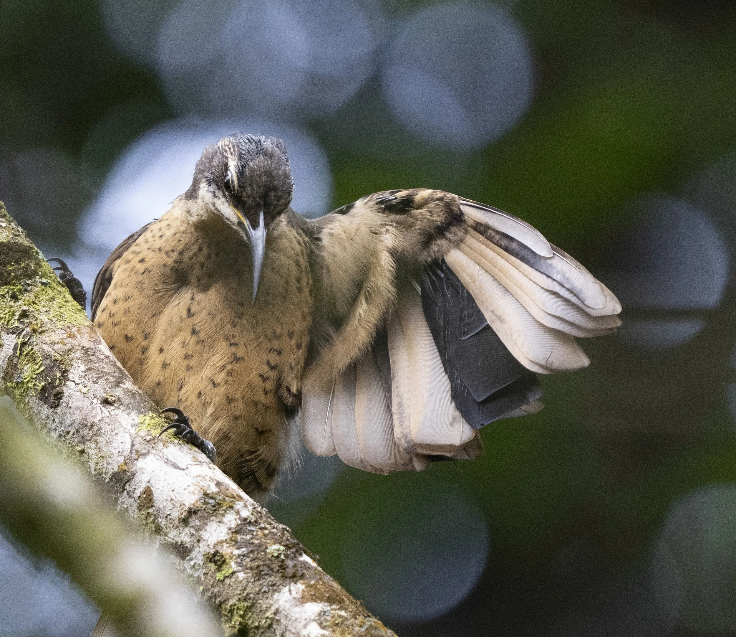 Victoria's Riflebird