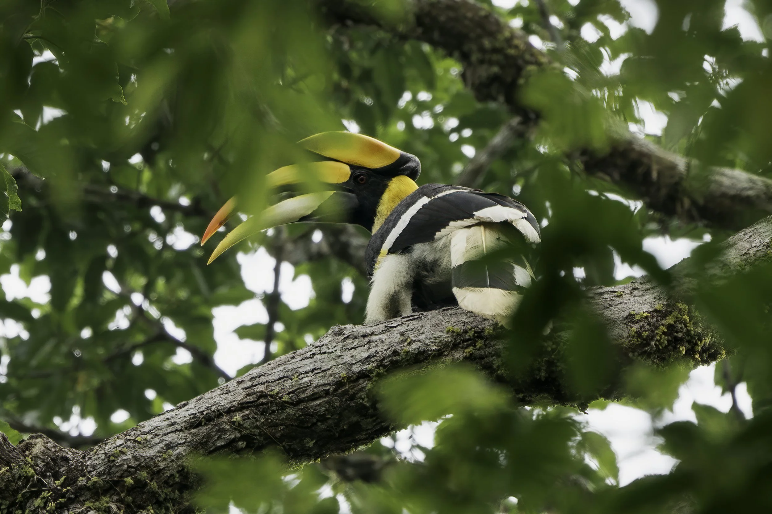 Great Hornbill