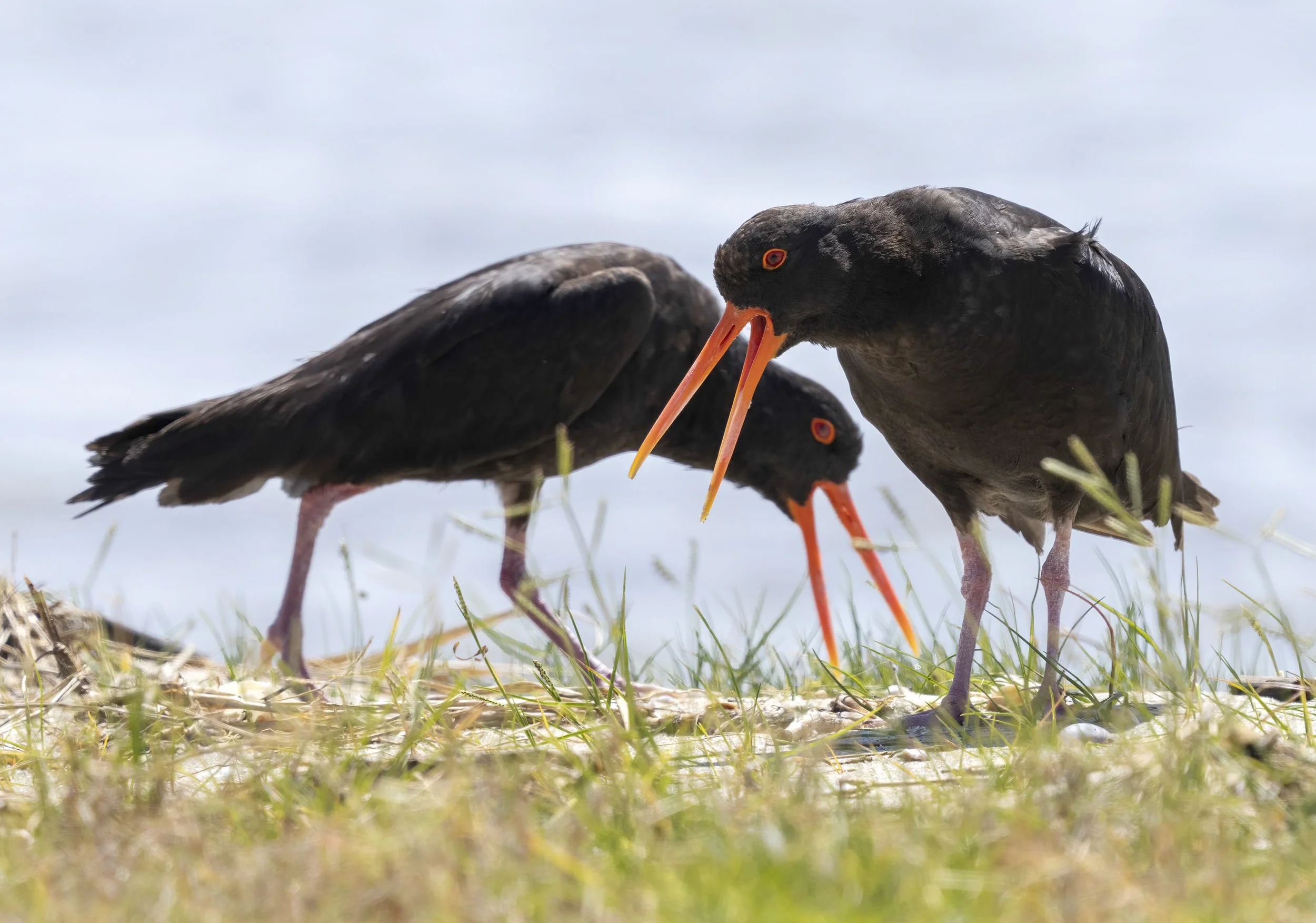 Variable Oystercatcher