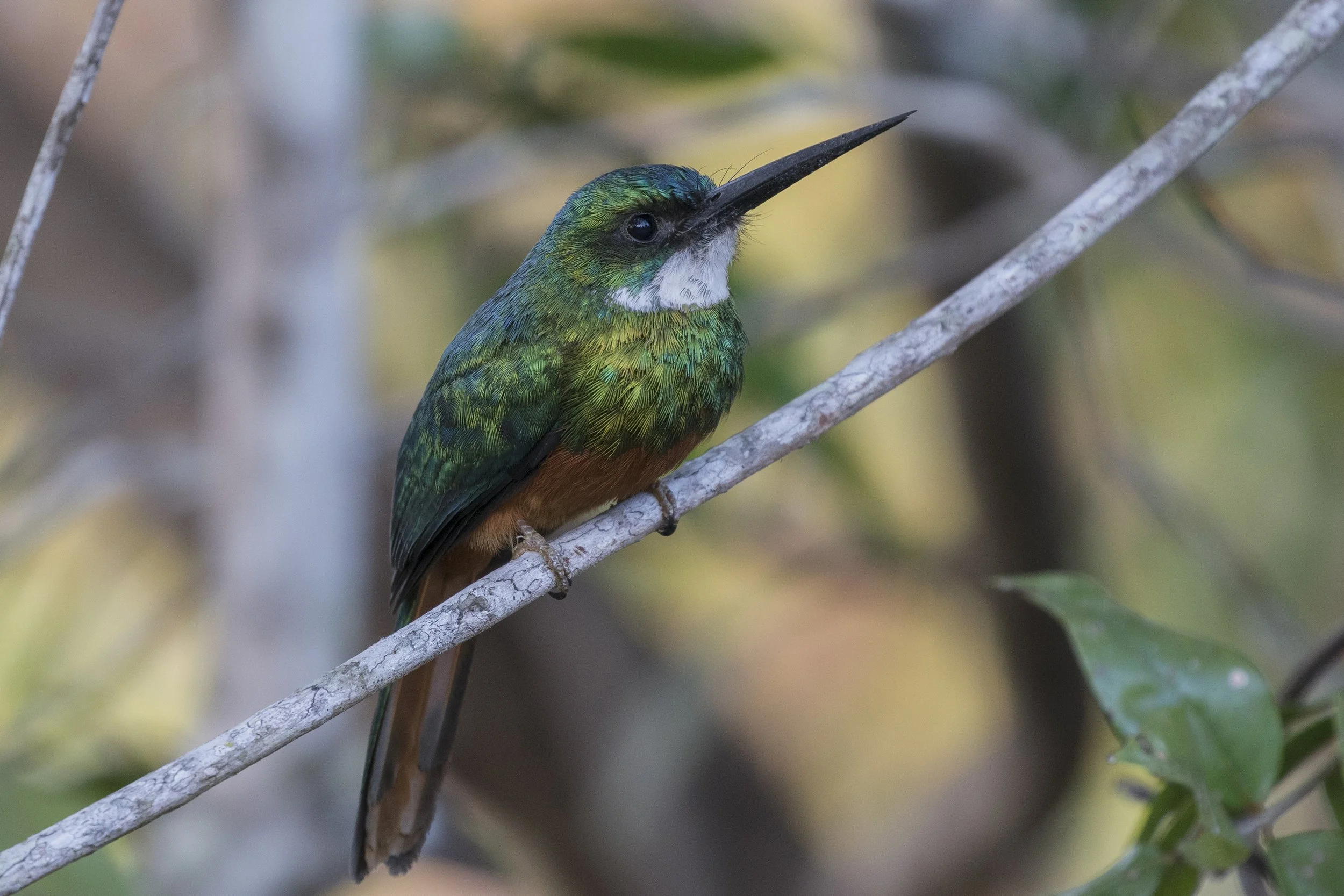 Rufous Tailed Jacamar