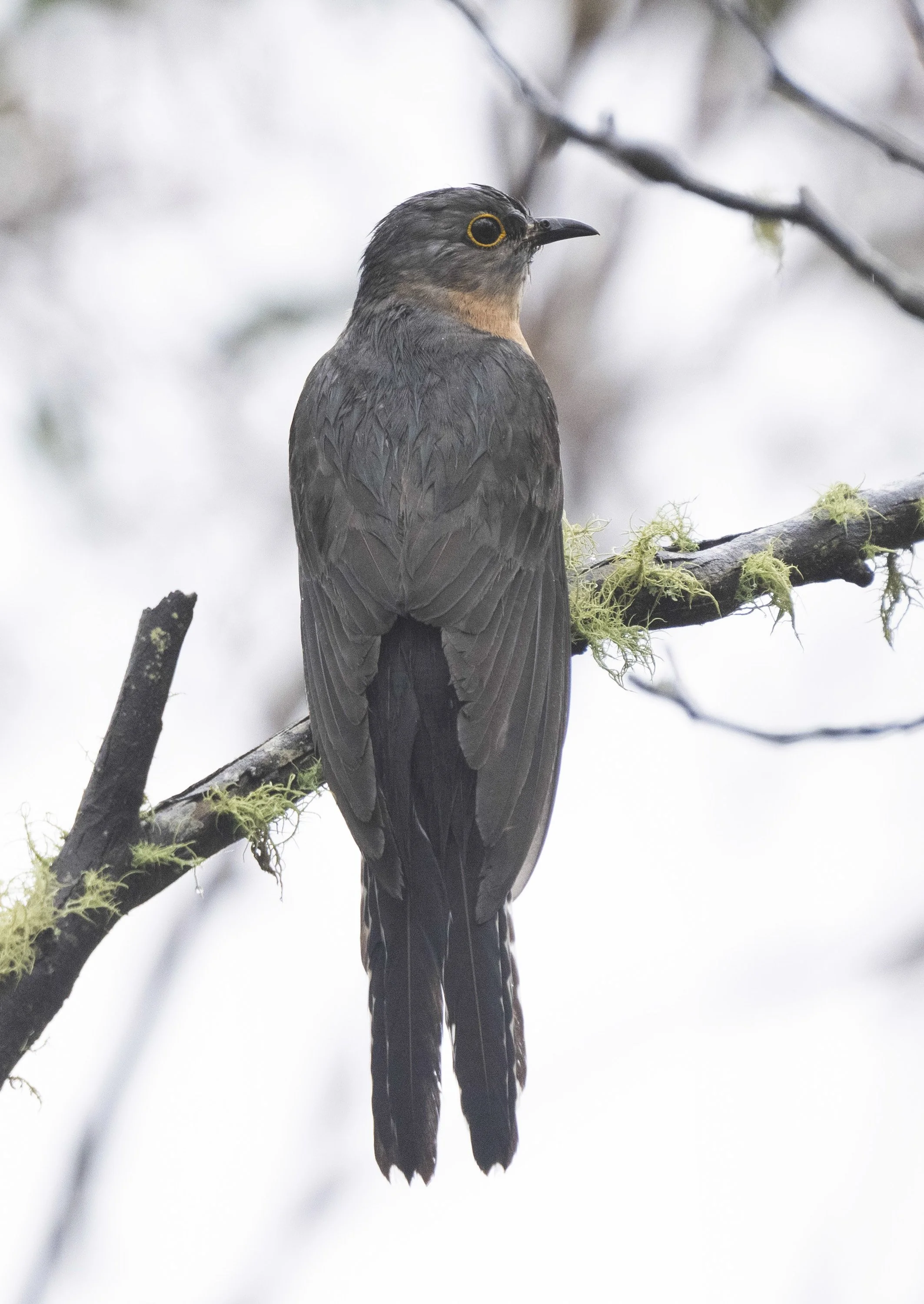 Fan Tailed Cuckoo