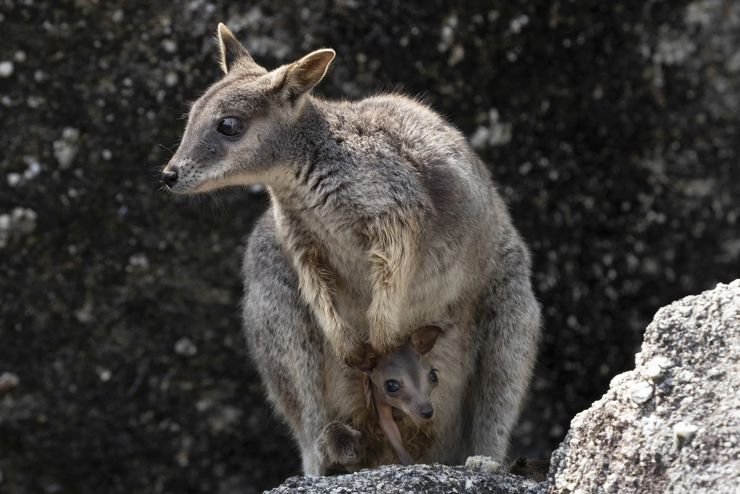 Mareeba Rock-Wallaby, Australia