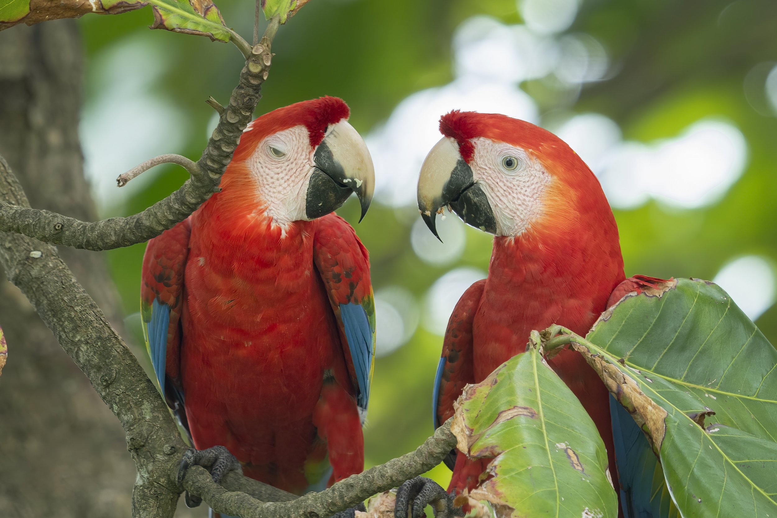 Scarlet Macaw