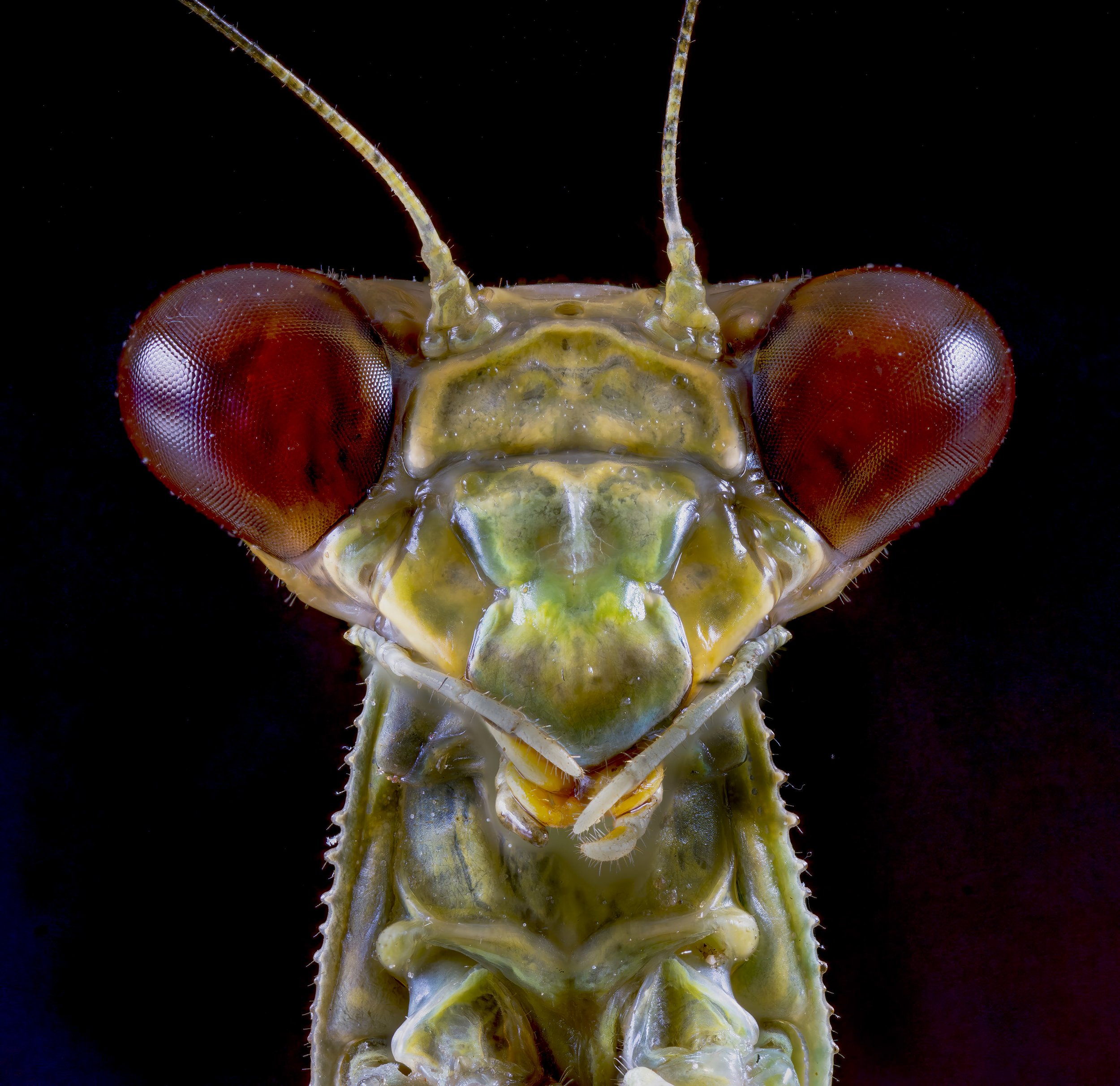 Praying_Mantis_1.jpg