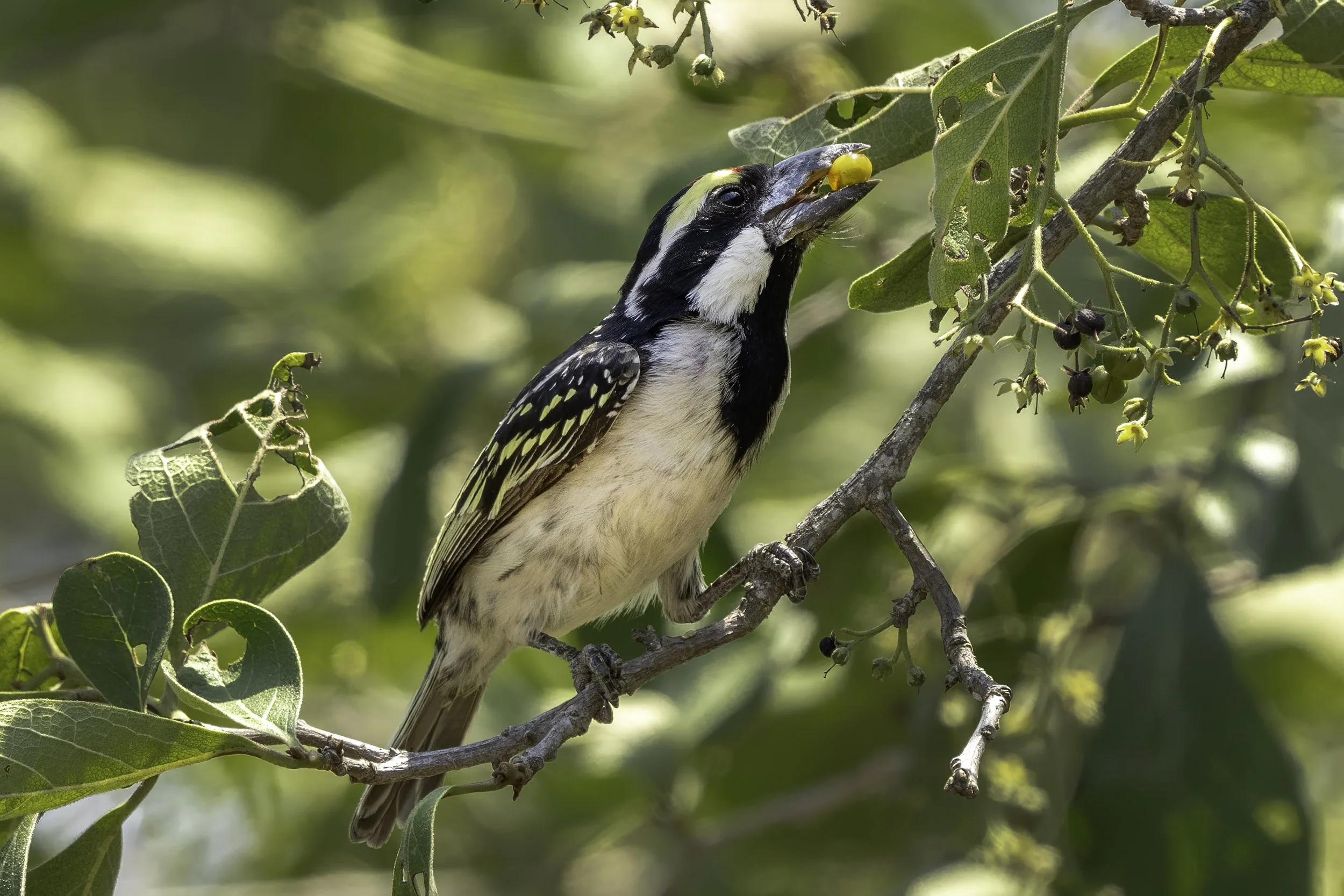Pied Barbet