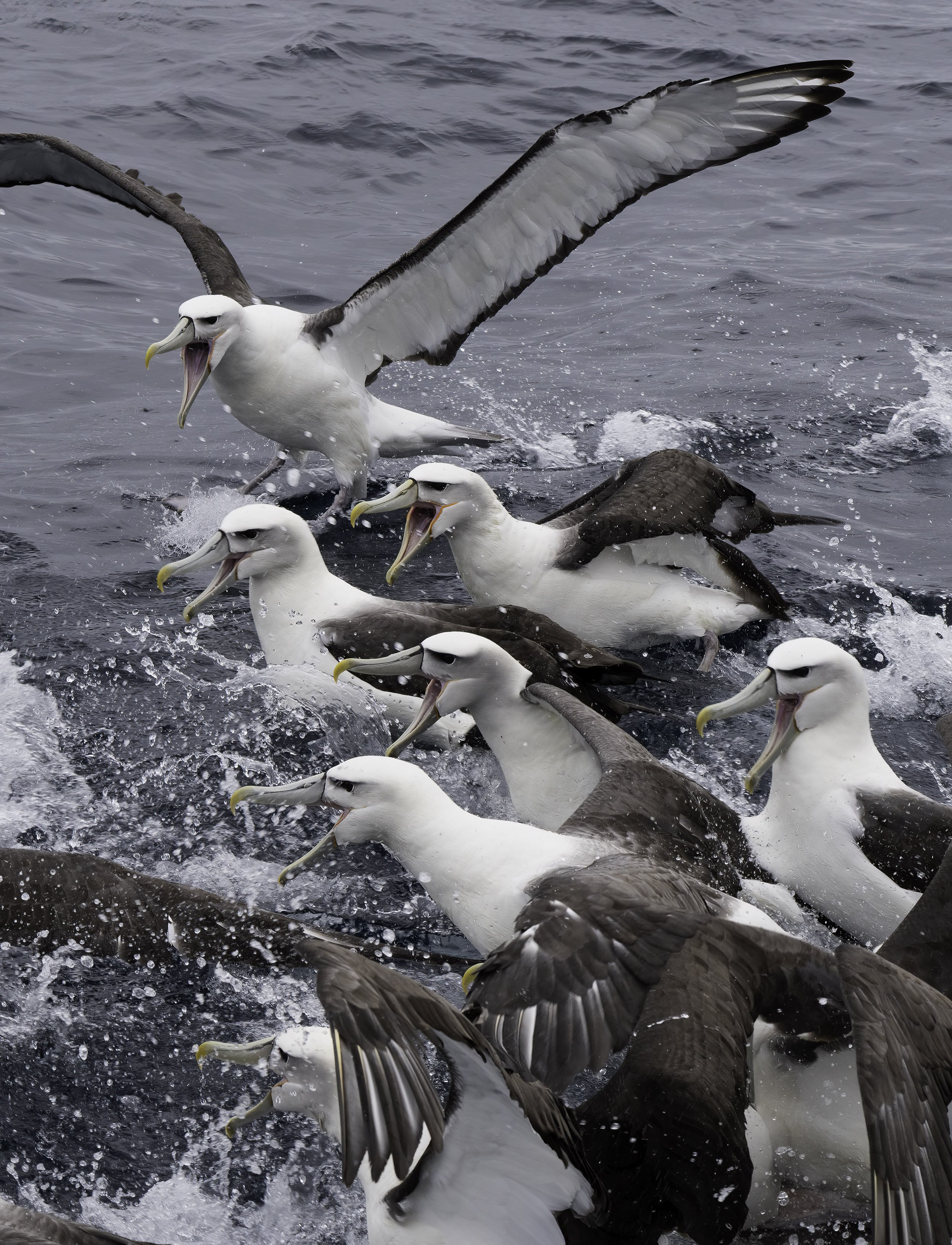 White Capped Albatross