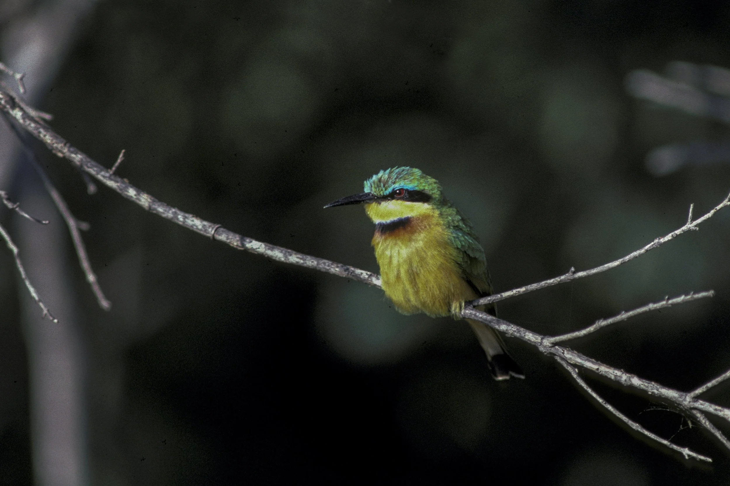  Little Bee Eater