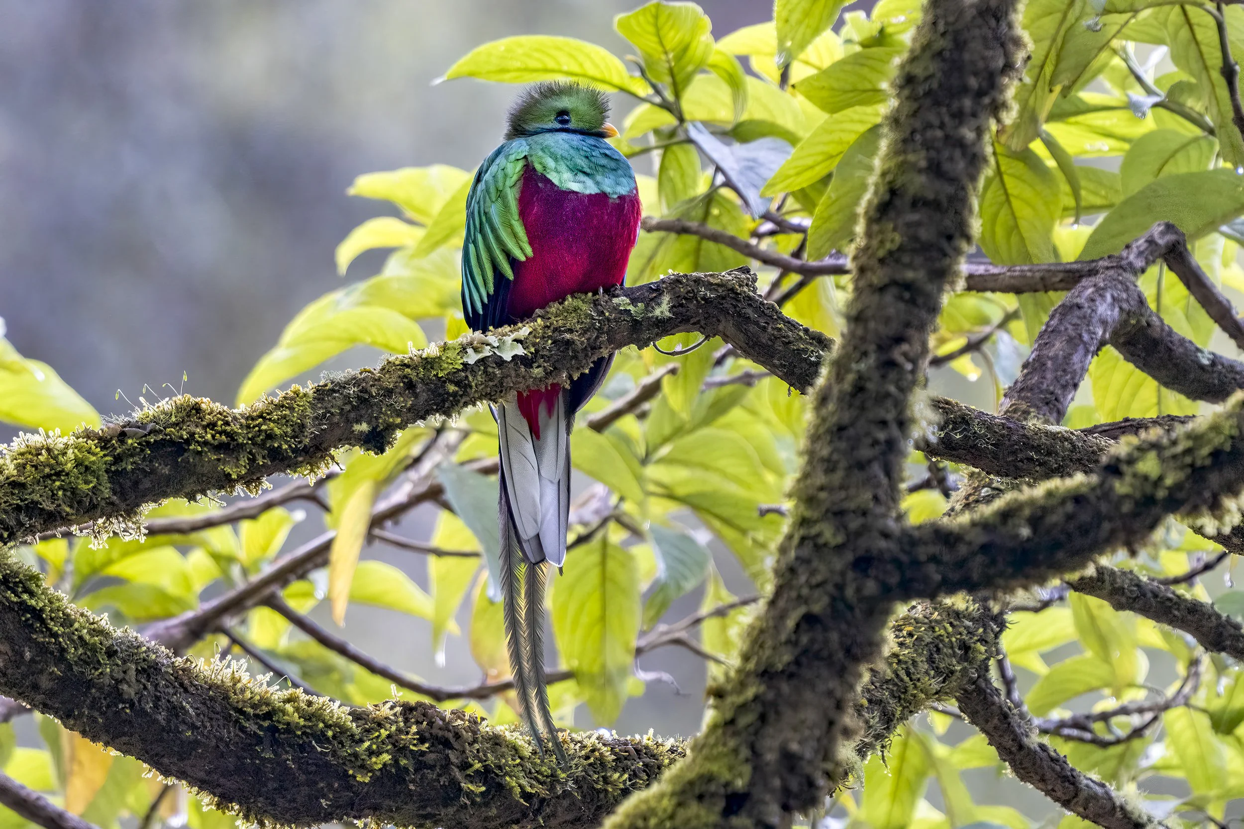  Resplendant Quetzal