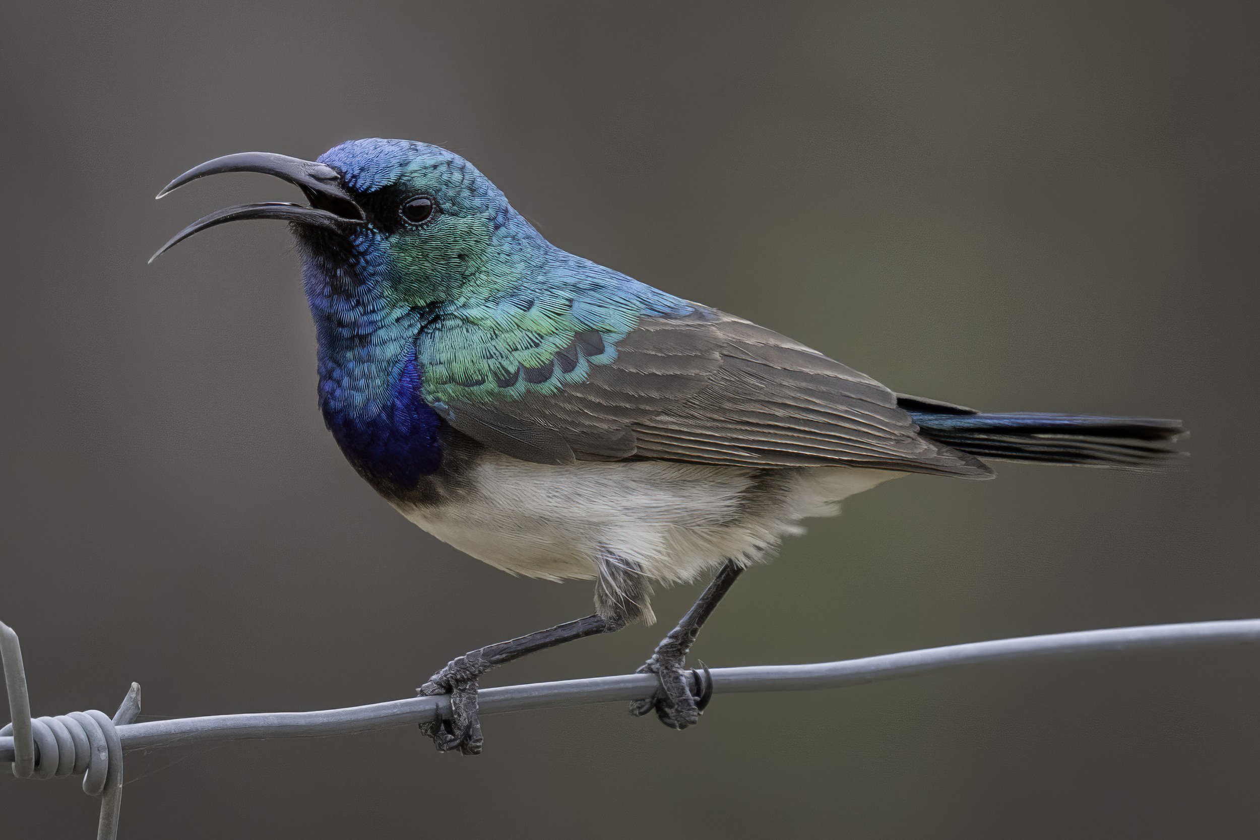 White Bellied Sunbird