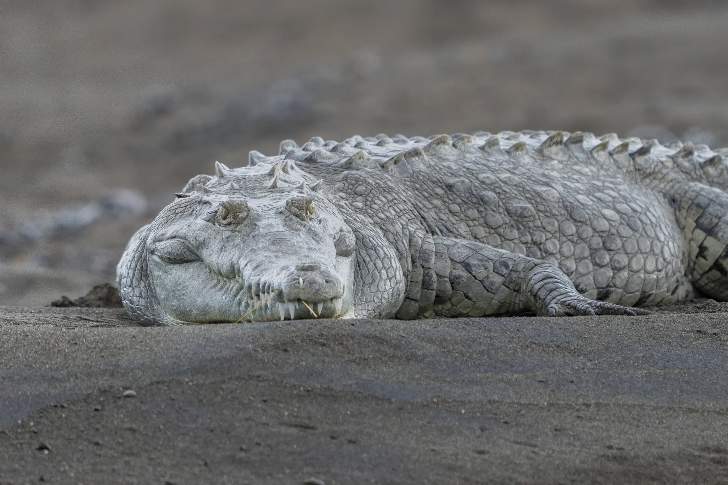 Crocodile