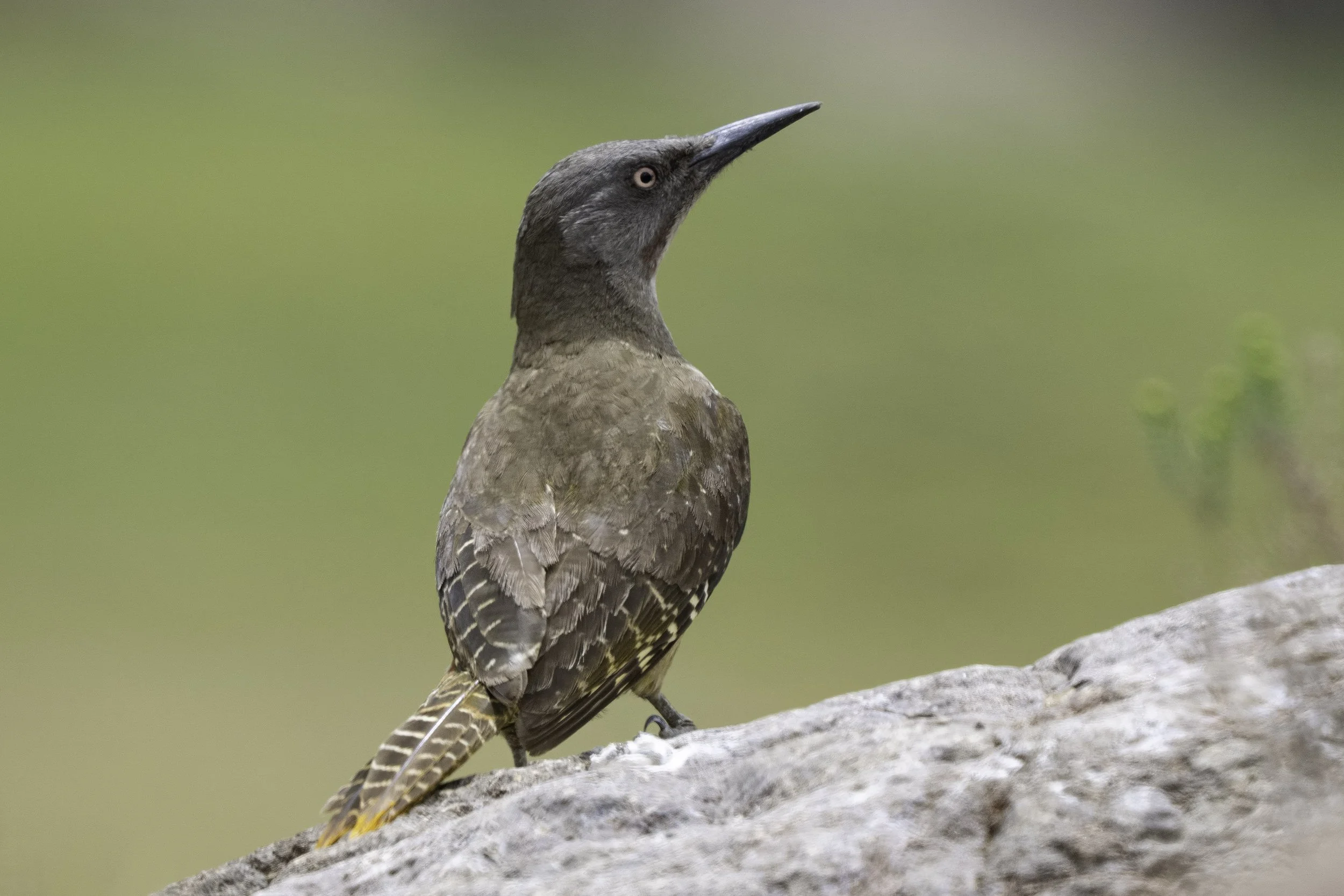 Ground Woodpecker