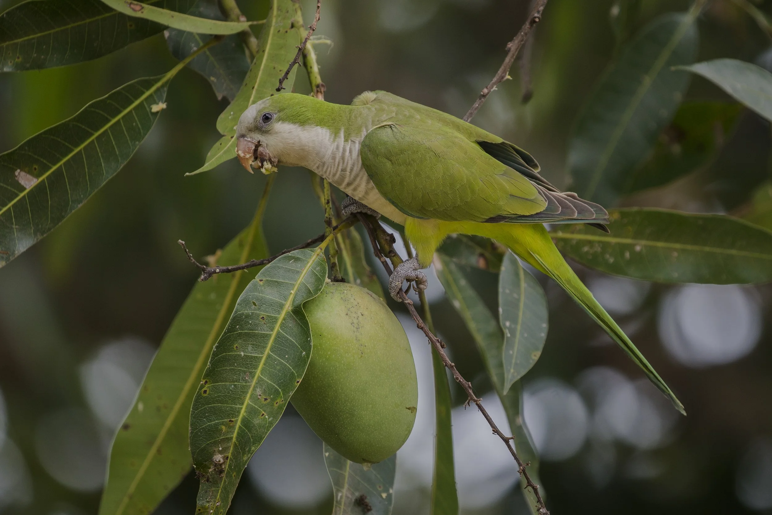 Monk Parakeet
