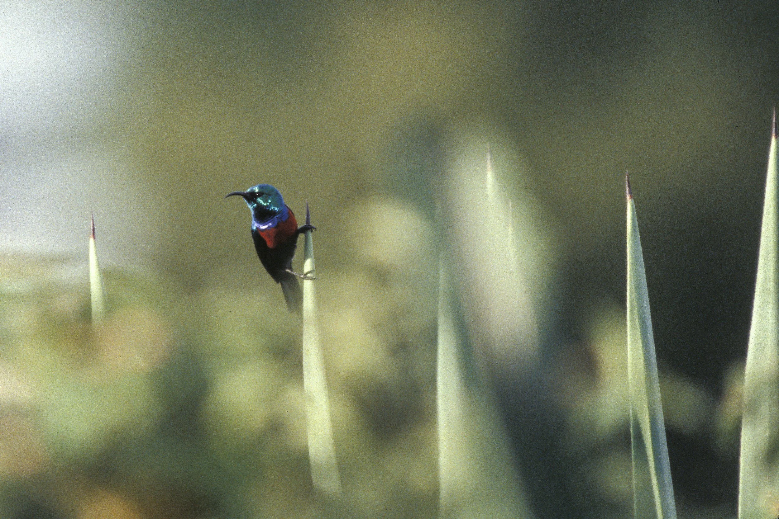 Red Chested Sunbird