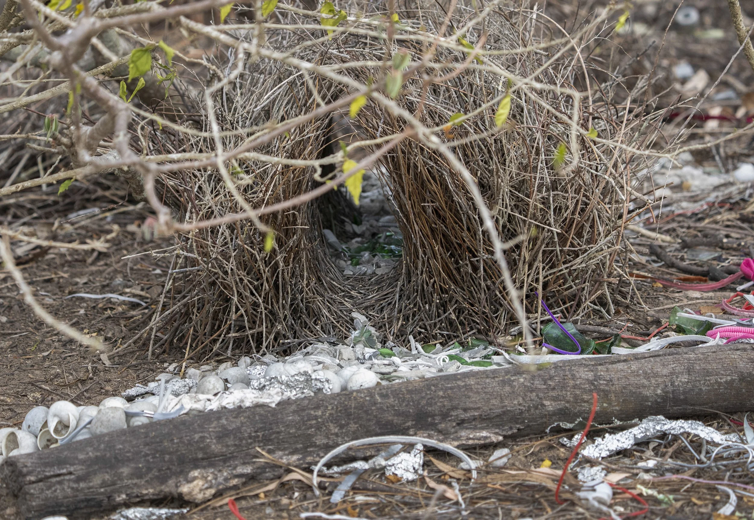 Great Bowerbird Bower