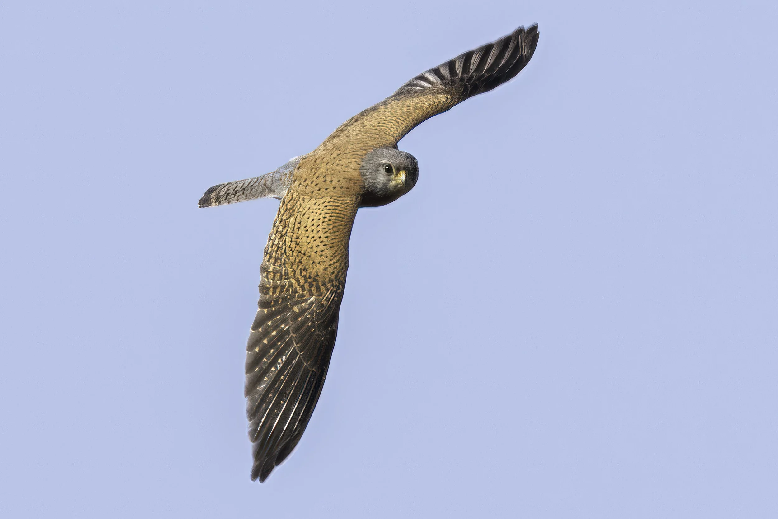 Rock Kestrel 