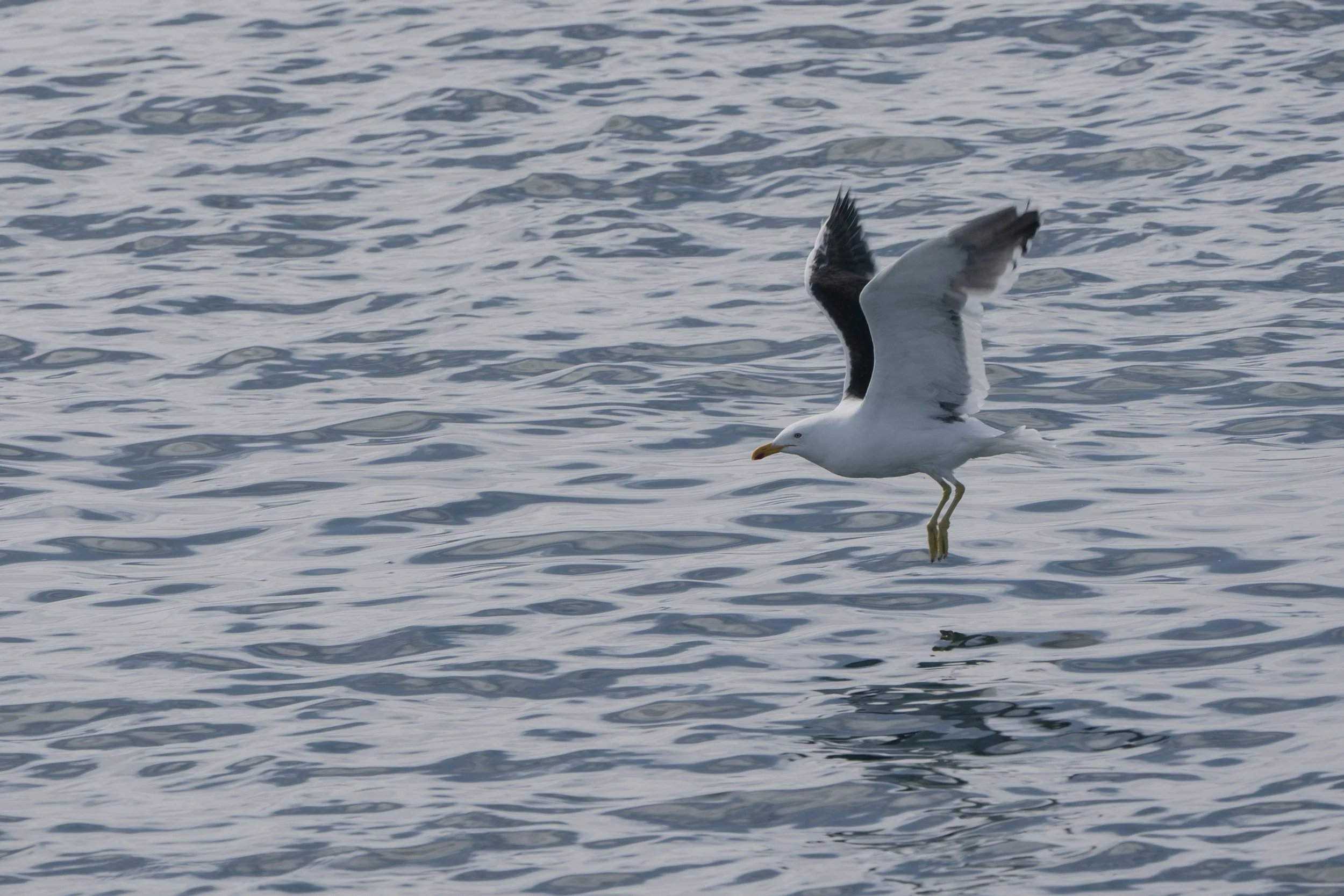  Kelp Gull