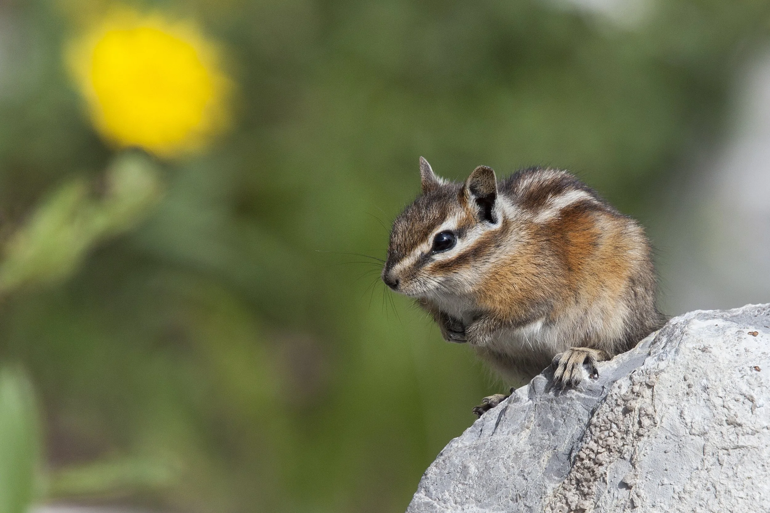 Least Chipmunk, NM