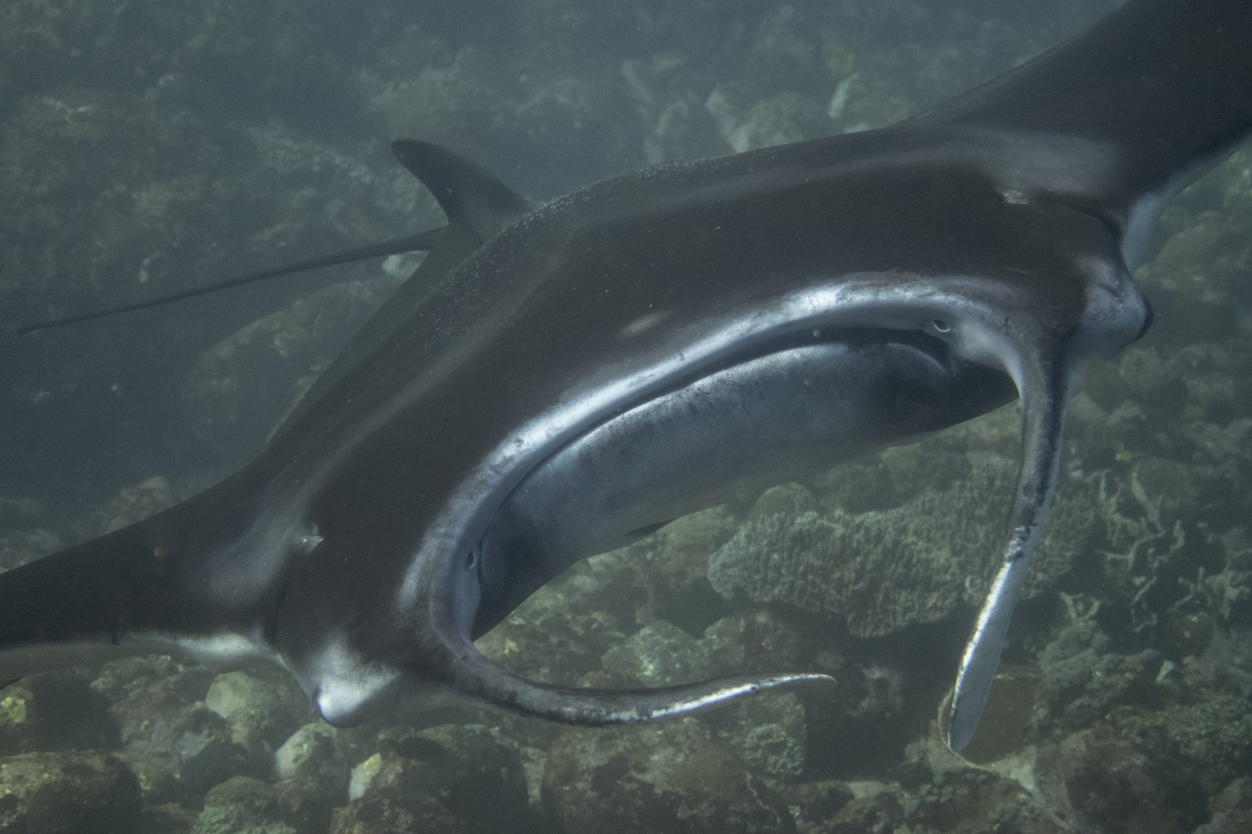 Komodo_DSC05100.jpg