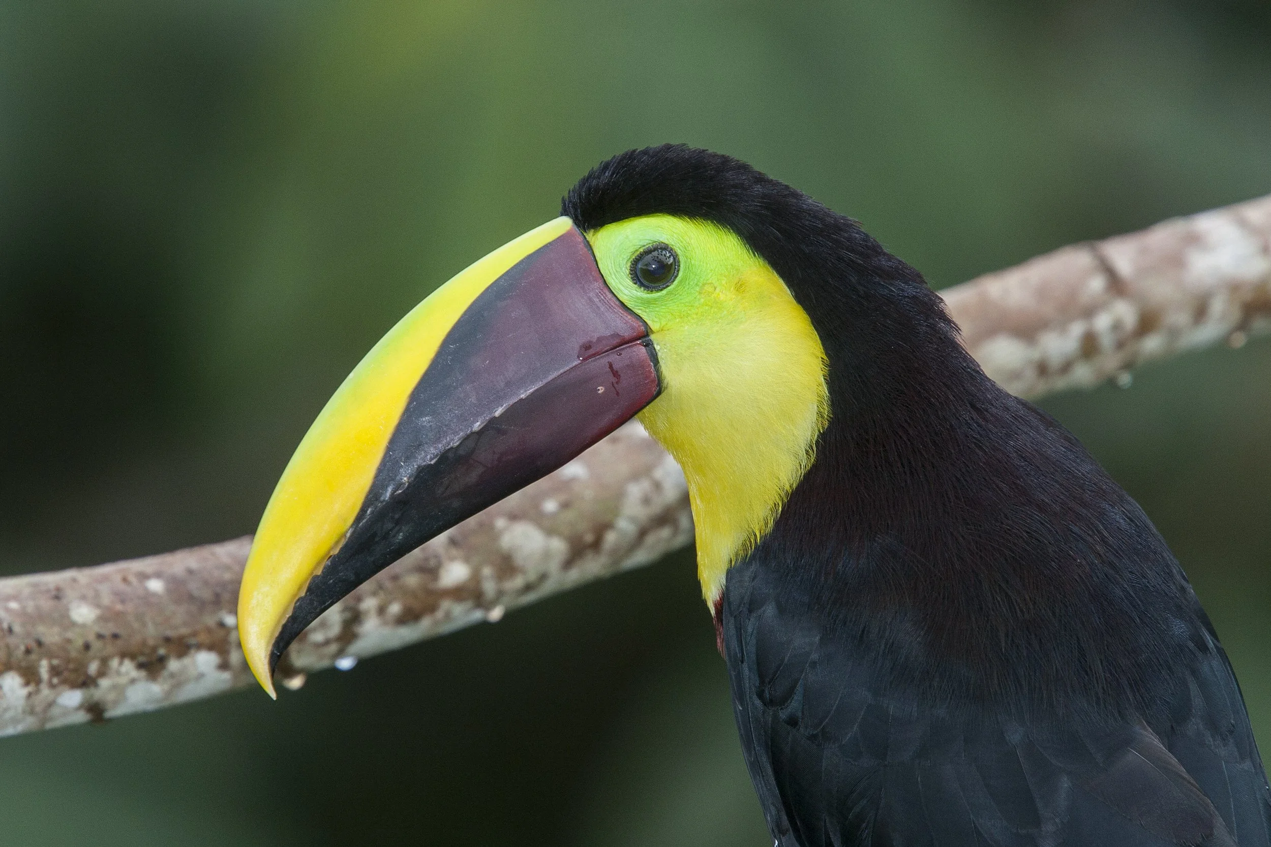 Chestnut Mandibled Toucan