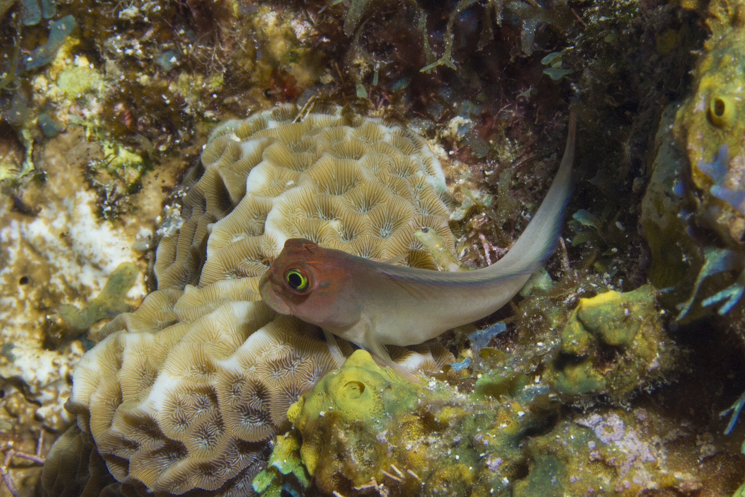LittleCayman_IMG_8989.jpg