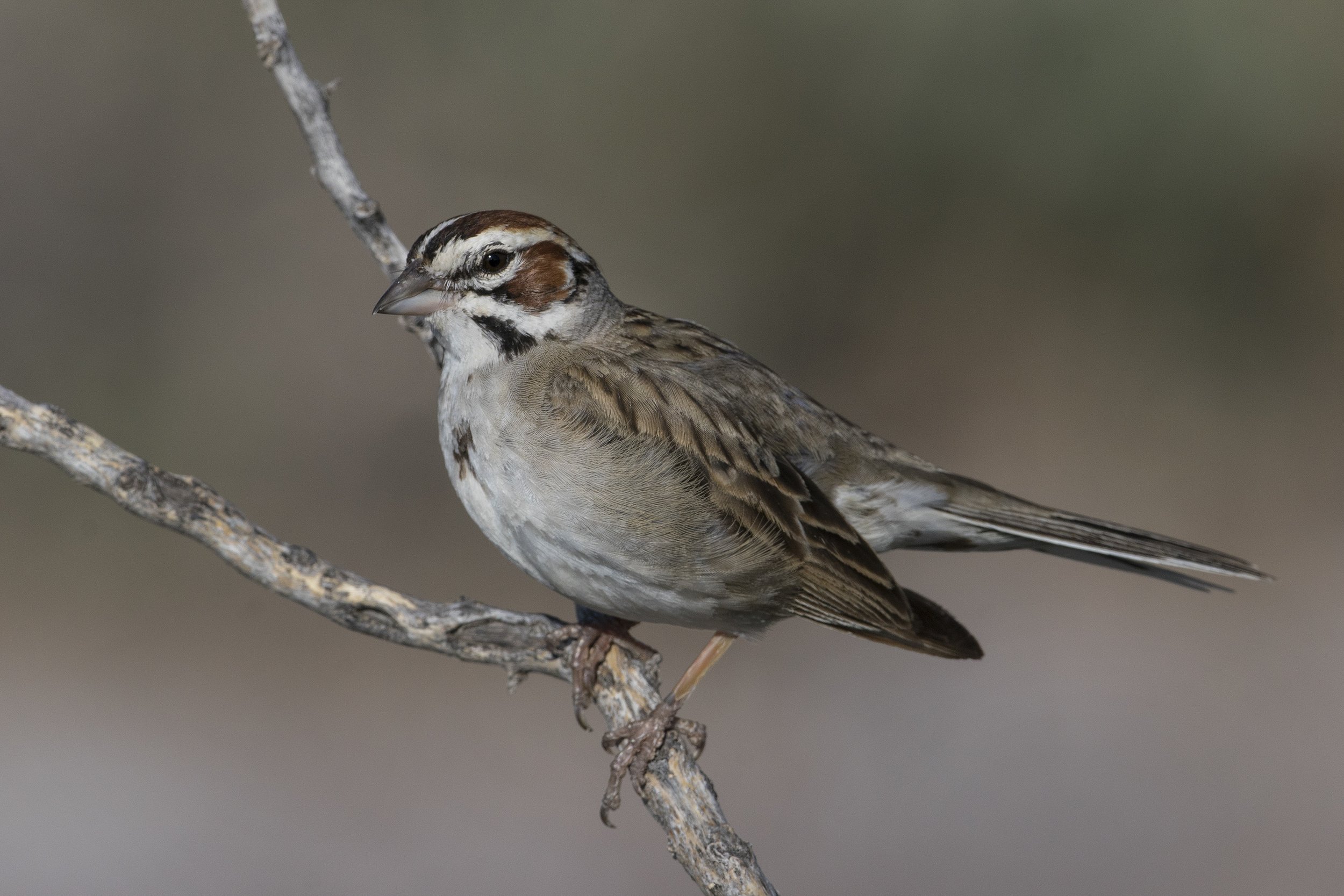 Lark Sparrow
