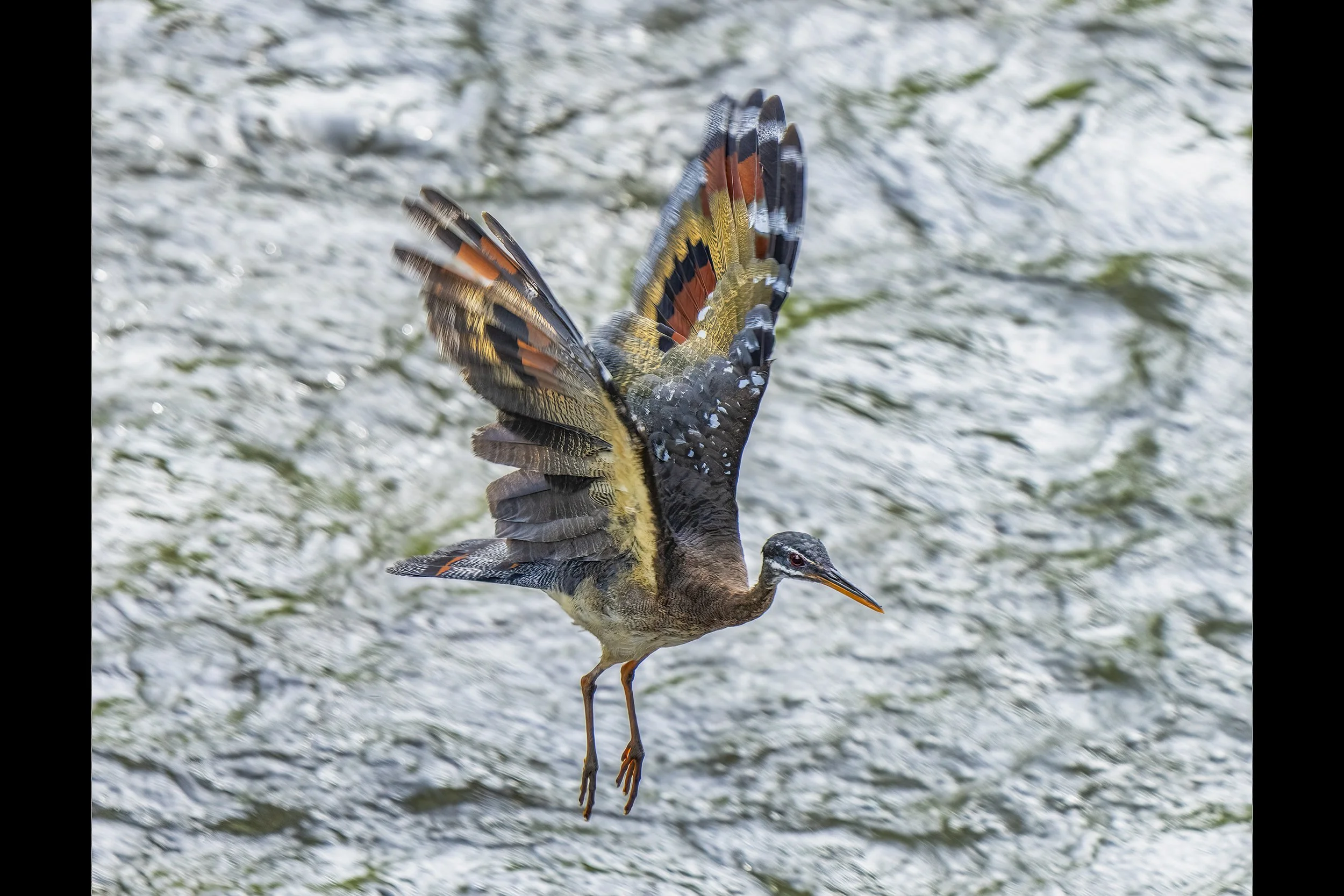 Sunbittern