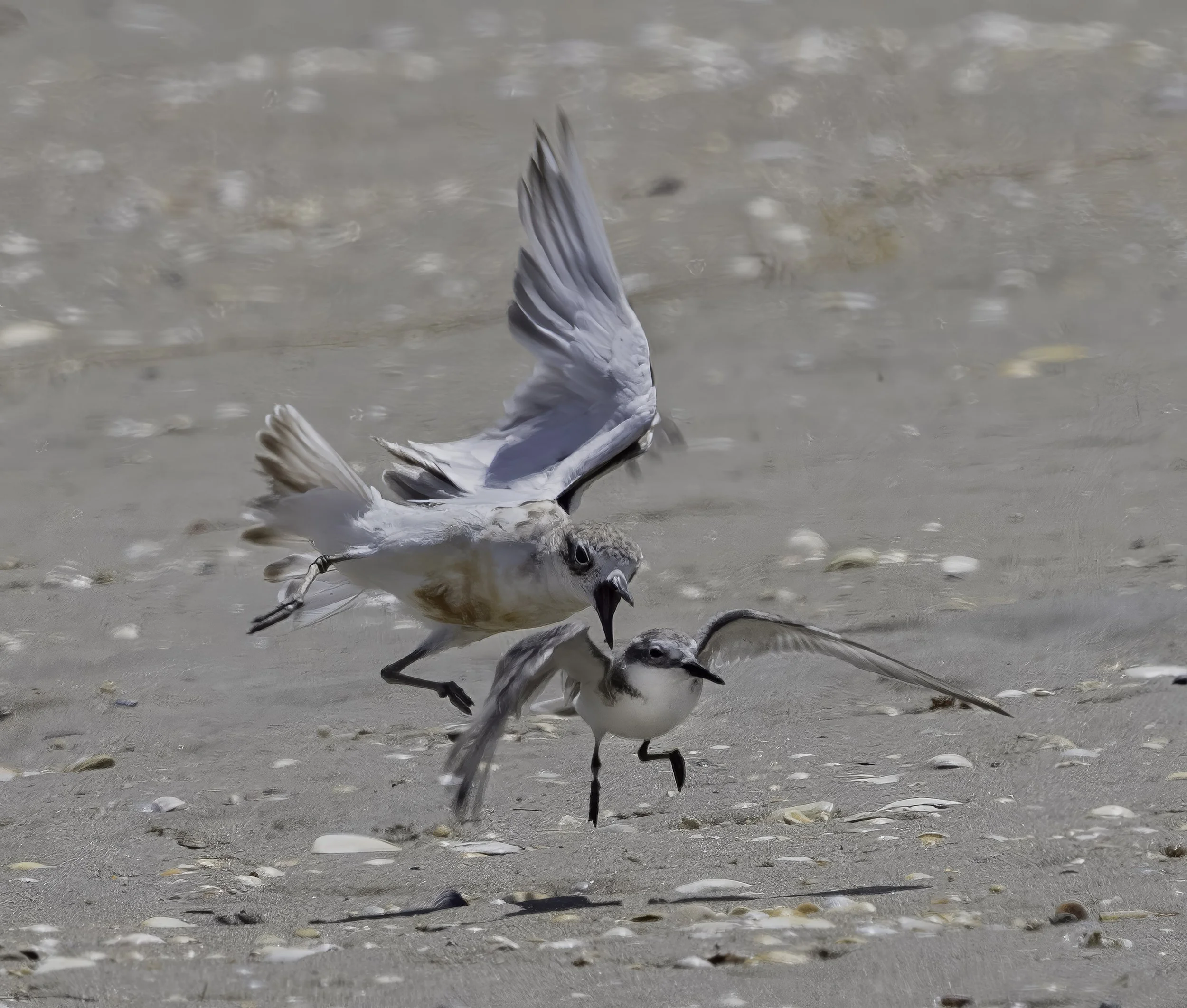 Red Breasted Dotterel chasing Wrybill