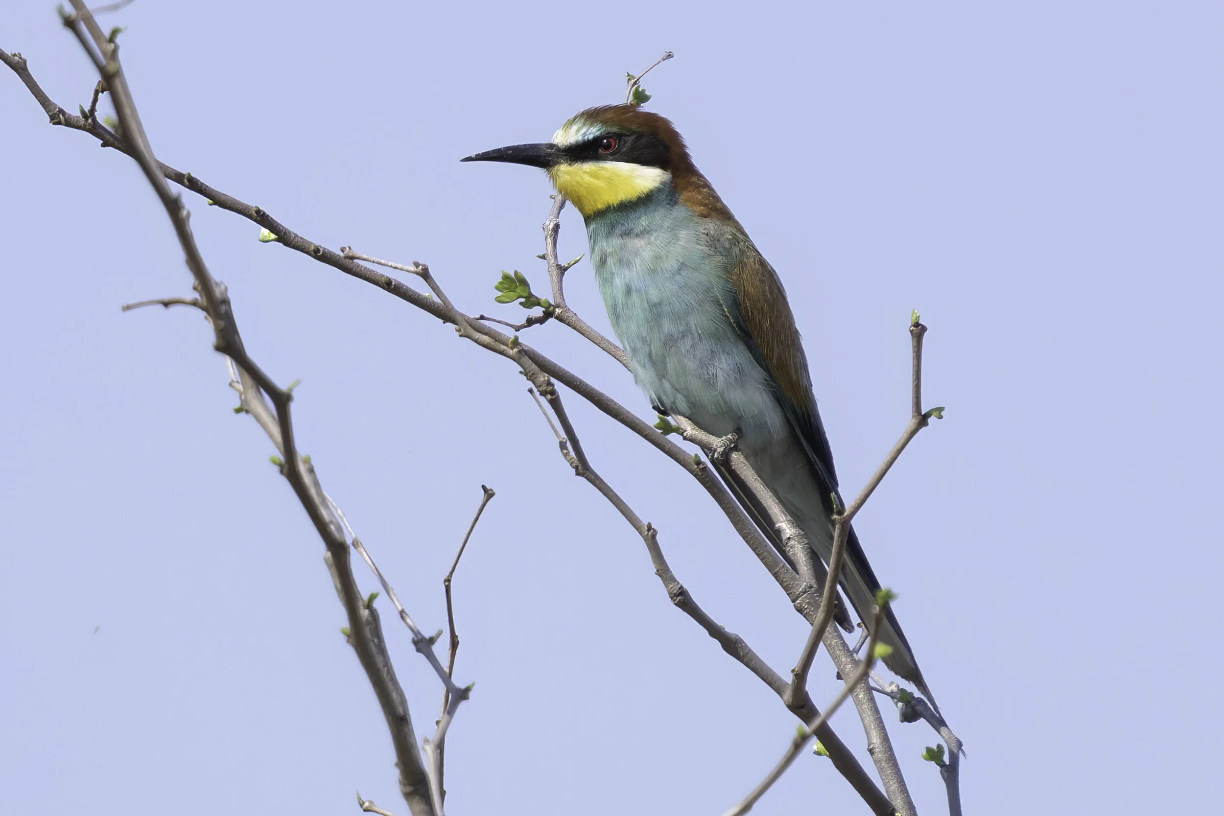 European Bee Eater