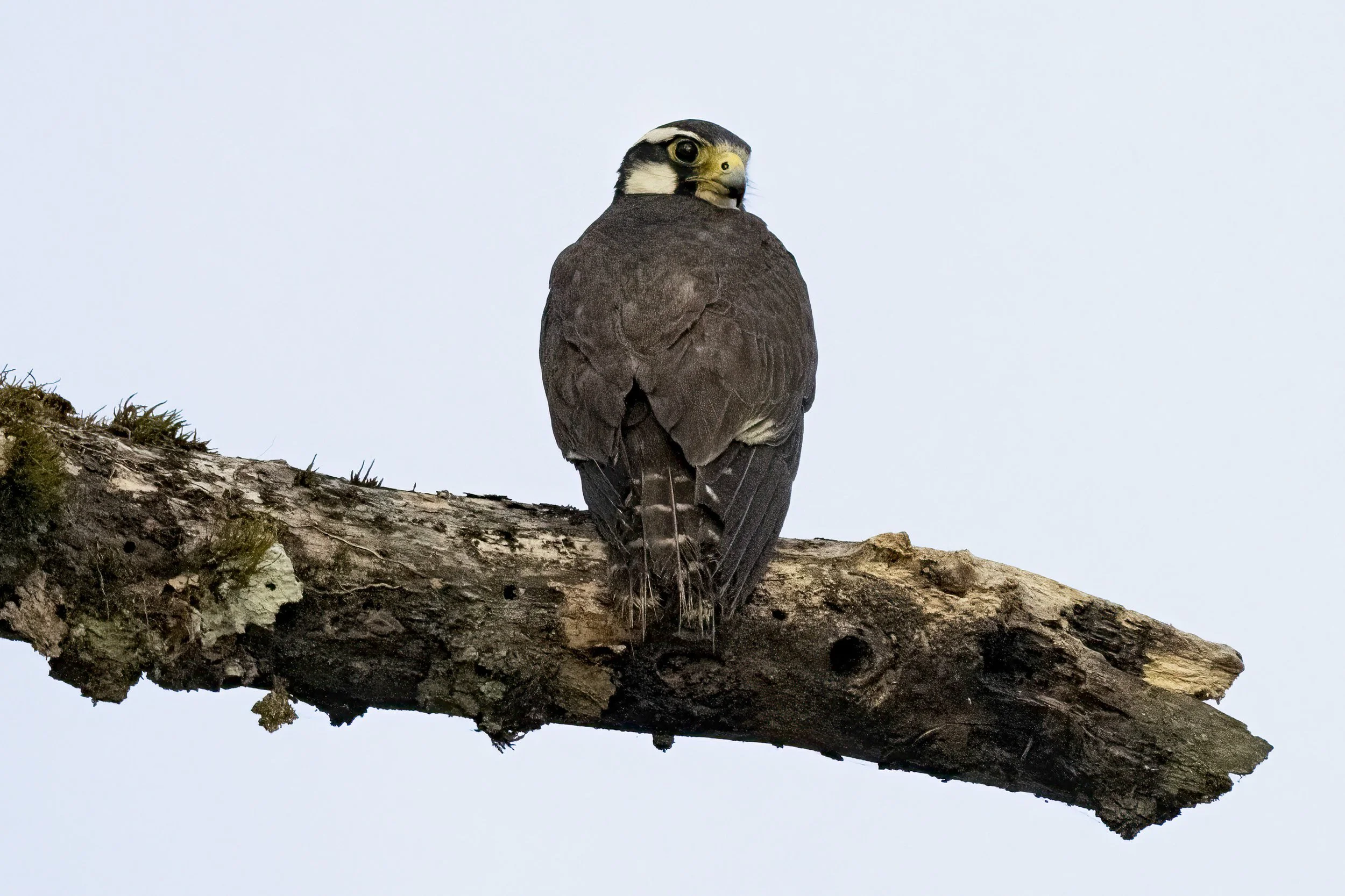 Aplomado Falcon