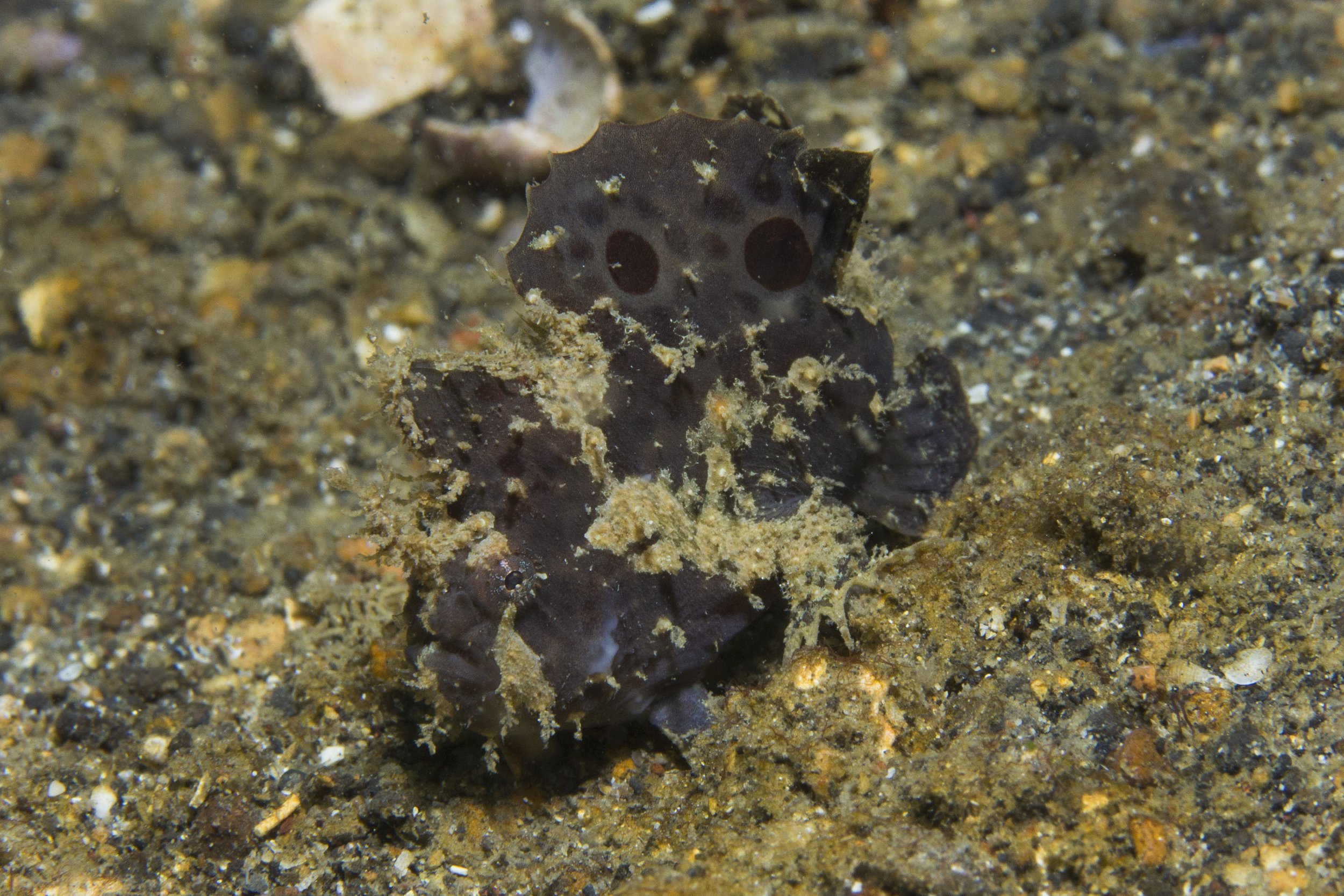 Lembeh_IMG_0100.jpg