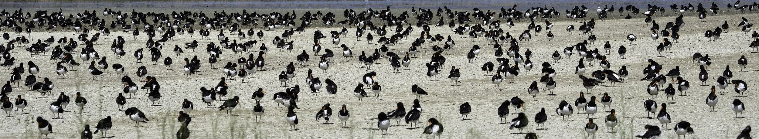 South Island Oystercatcher