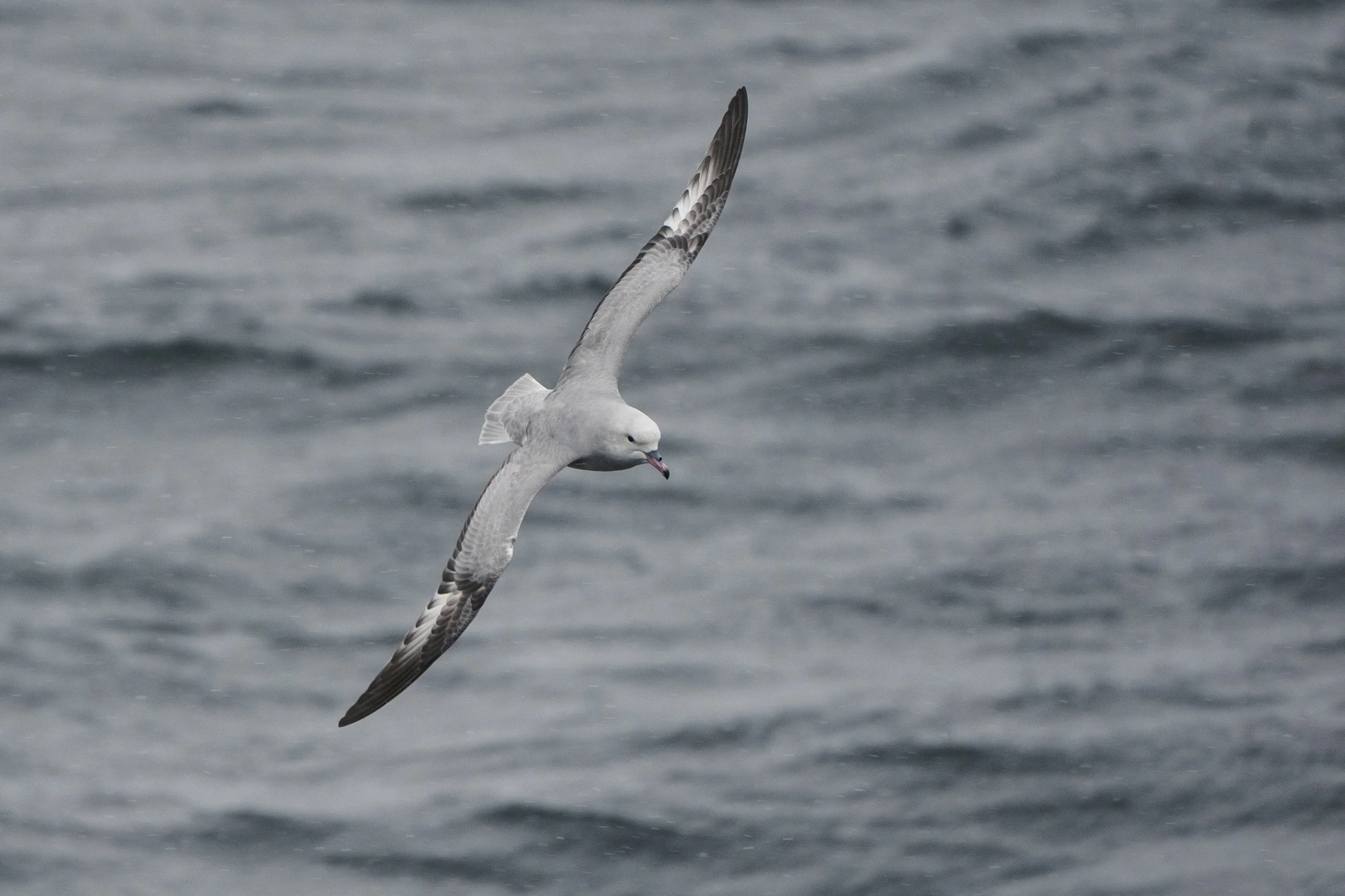 Southern Fulmar
