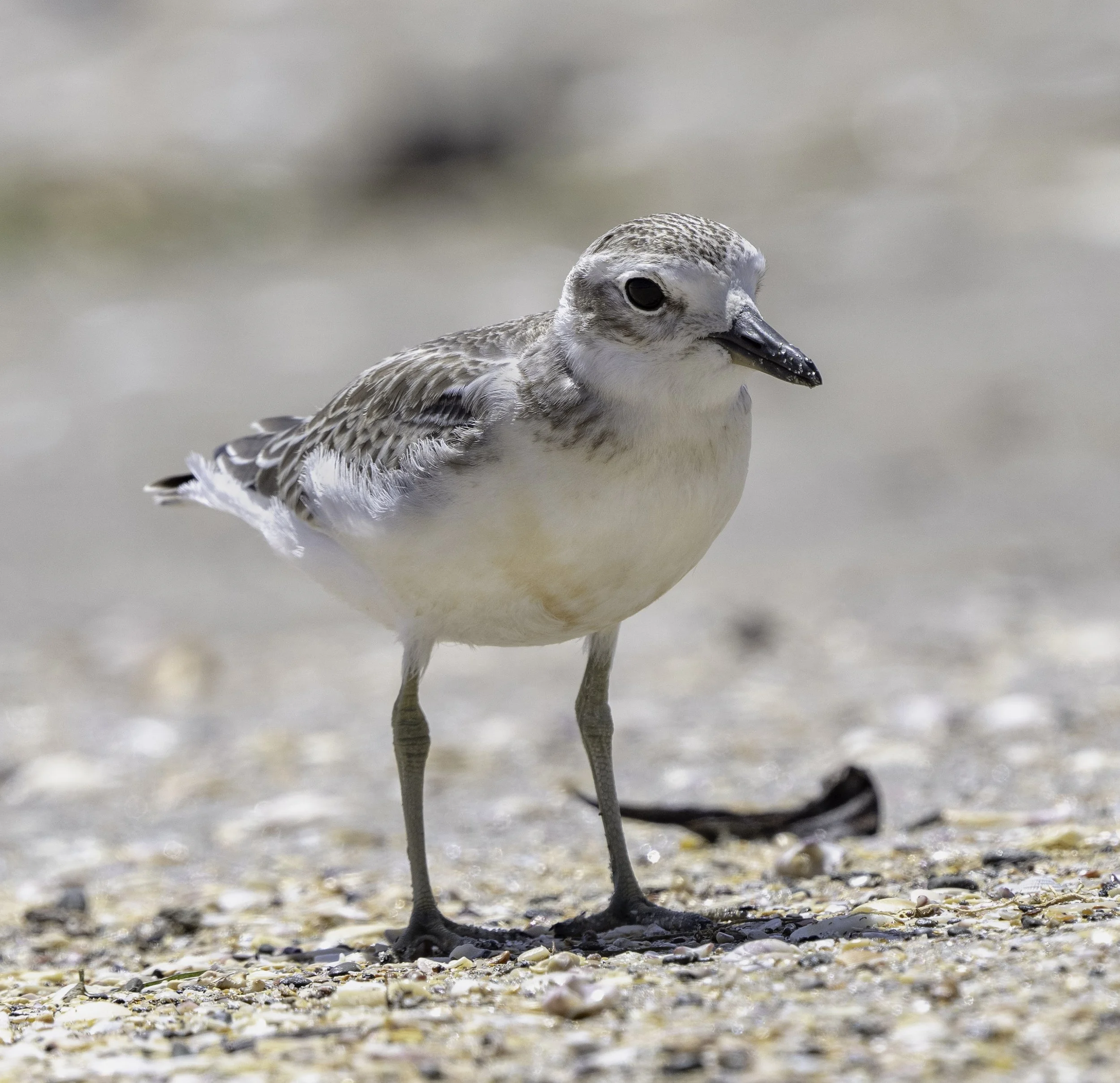 Red Breasted Dotterel