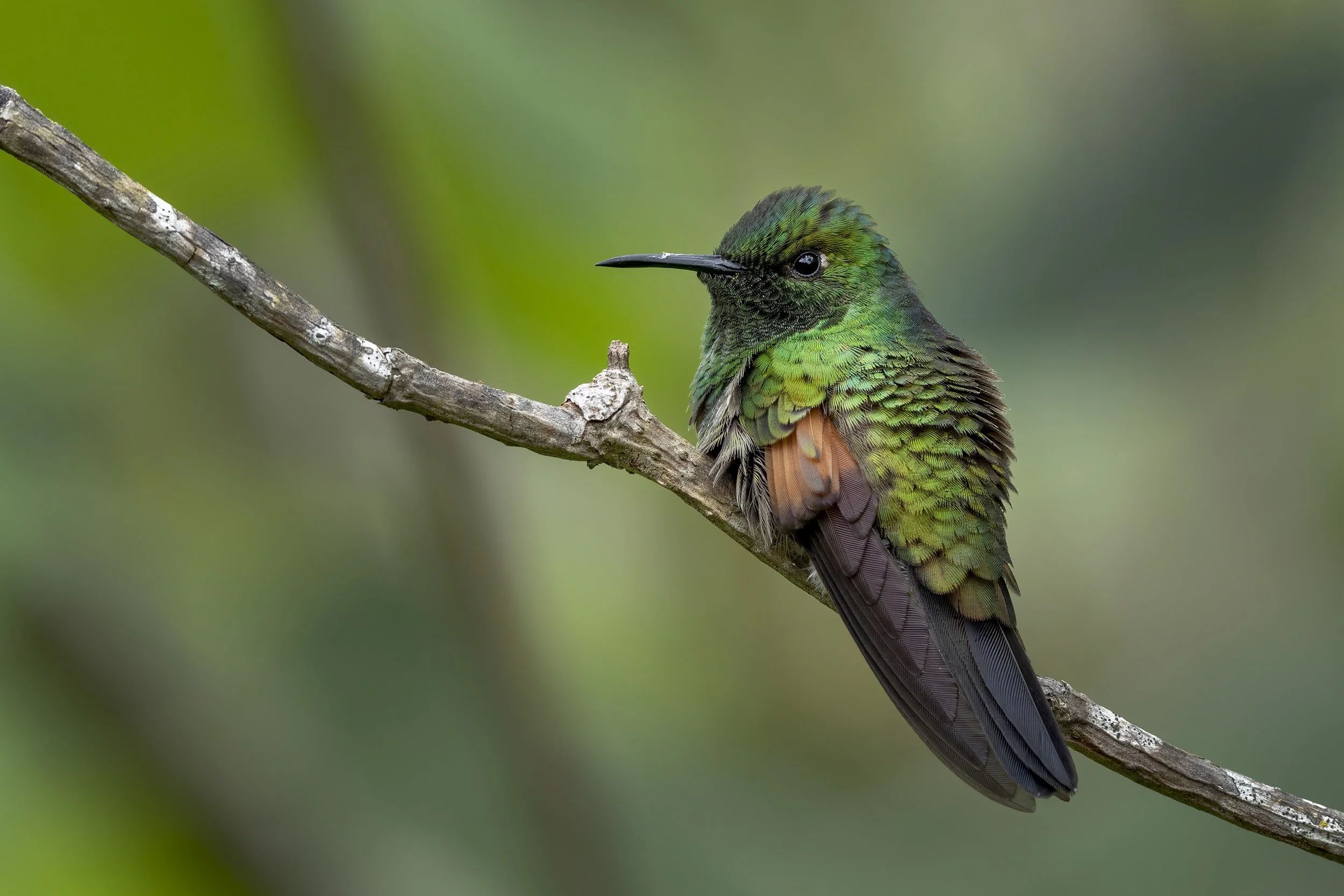Stripe-tailed Hummingbird