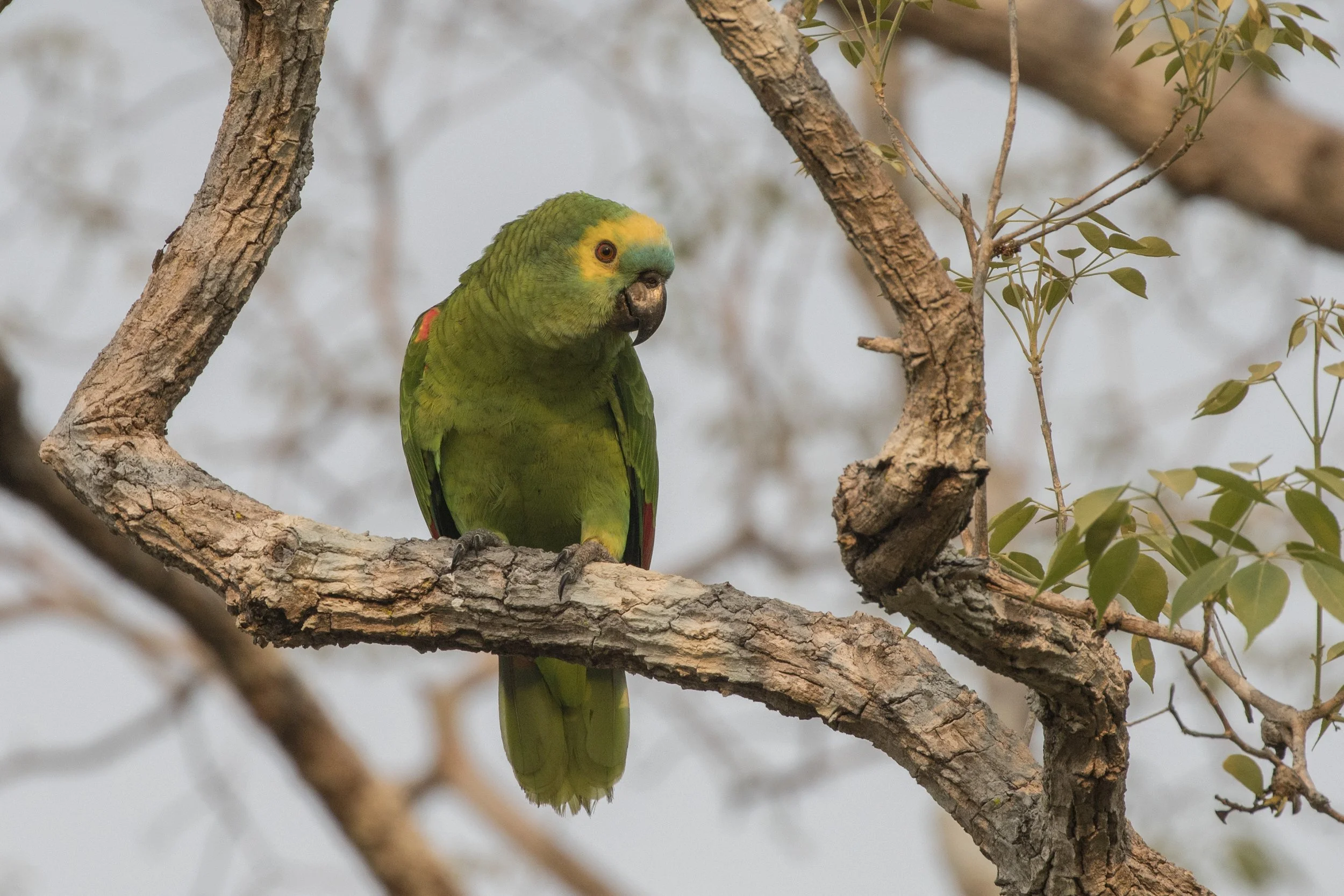 Blue Fronted Parrot