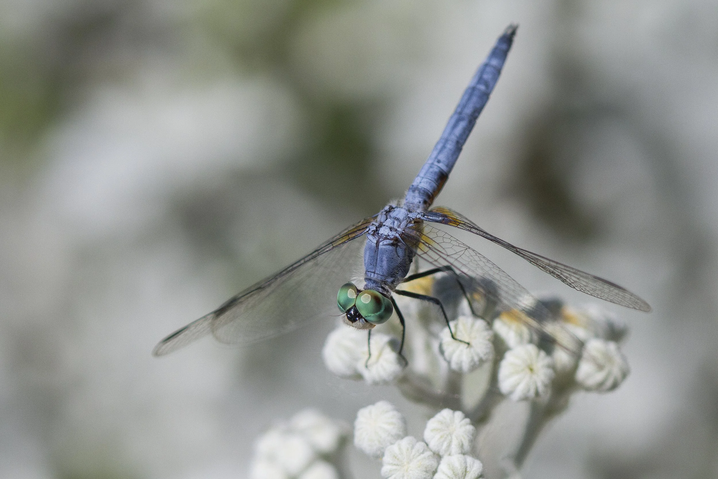 Blue Dasher (Pachydiplax longipennis)_IMG_6921.jpg
