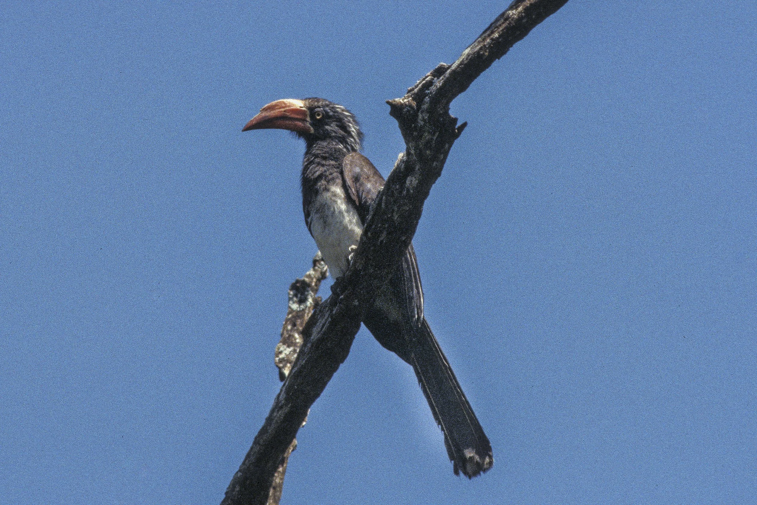 Crowned Hornbill