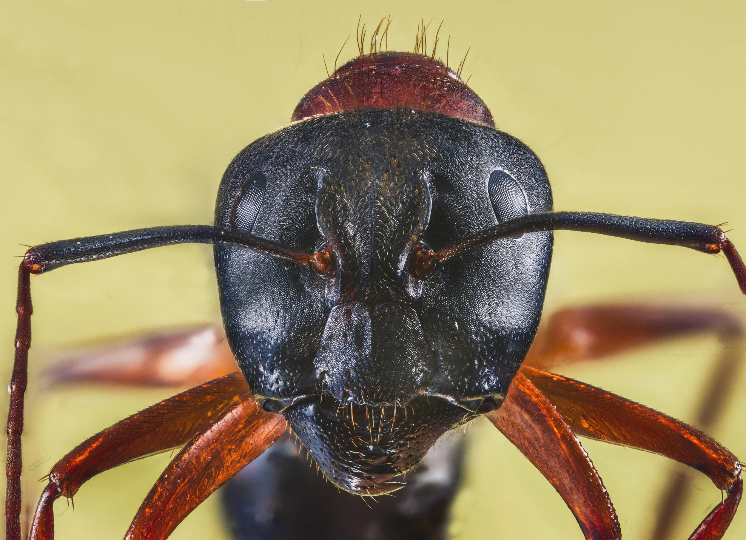 ant_2.jpg