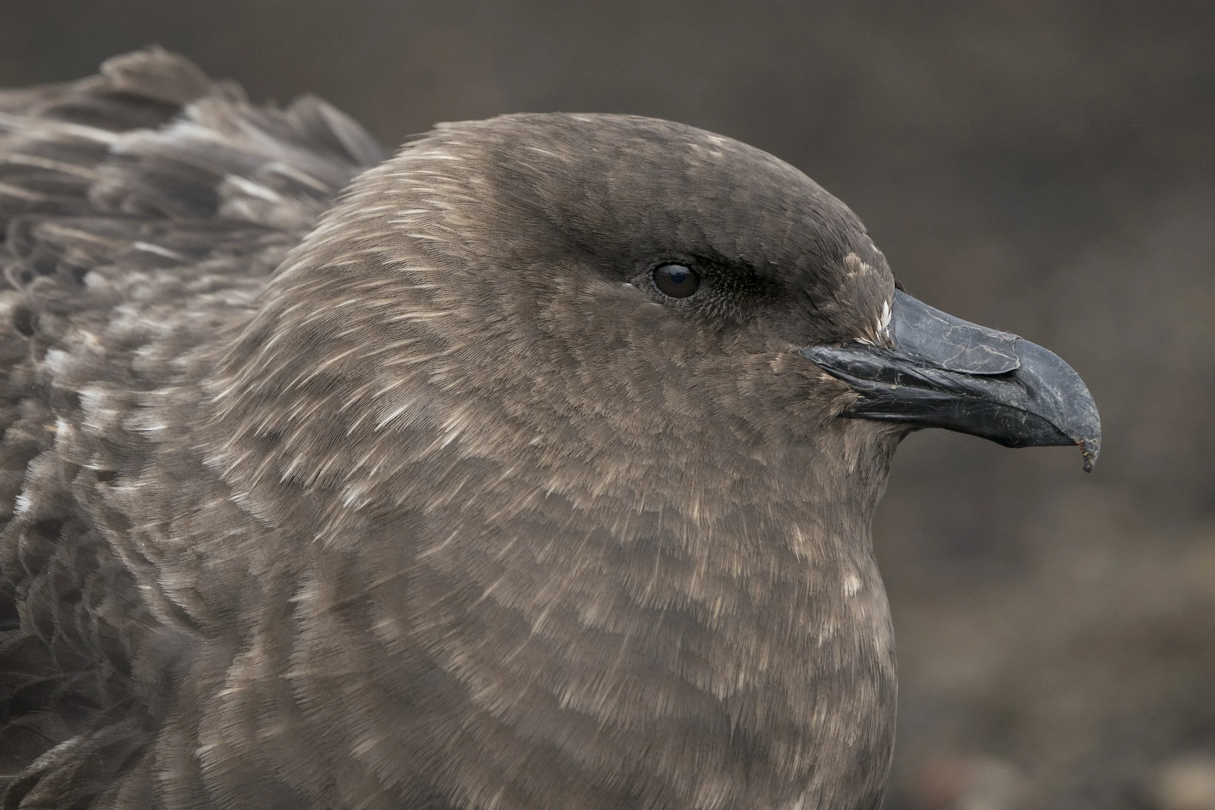 Brown Skua
