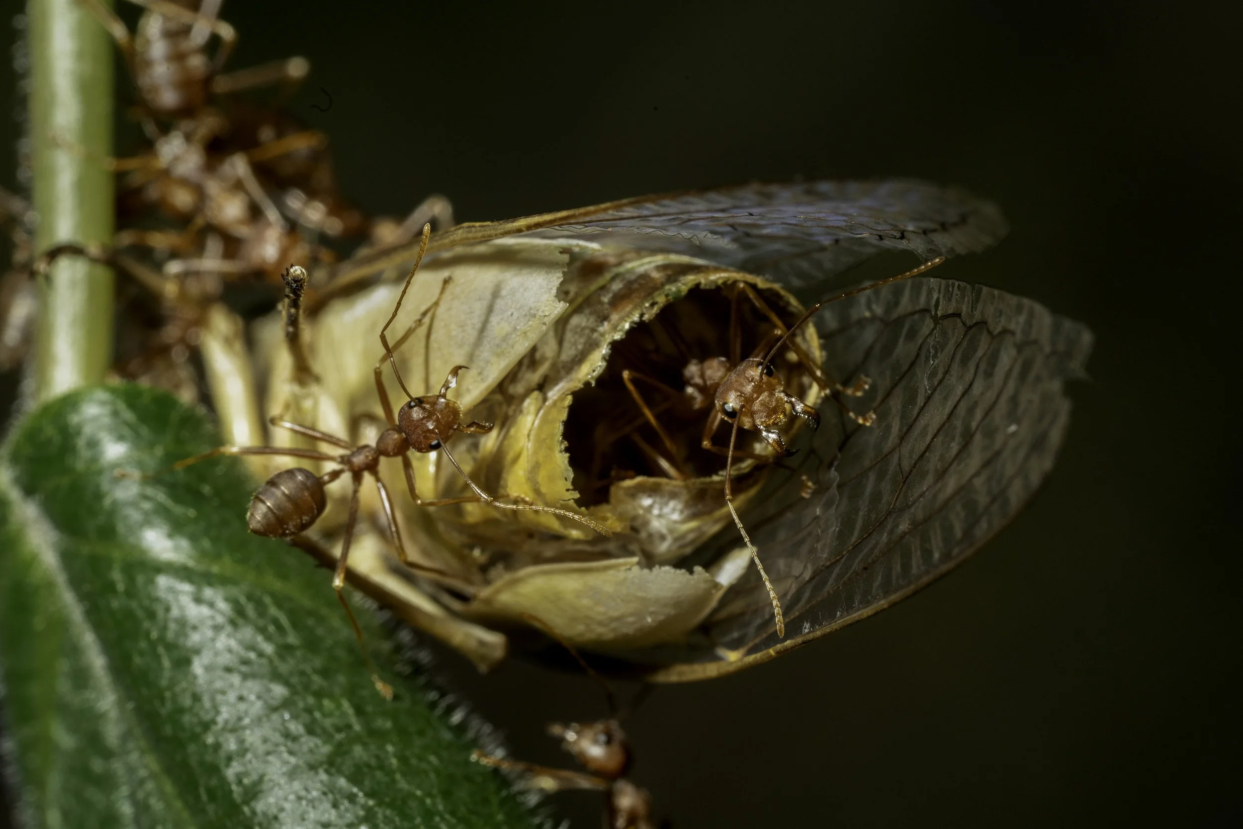 Ants in Cicada Shell