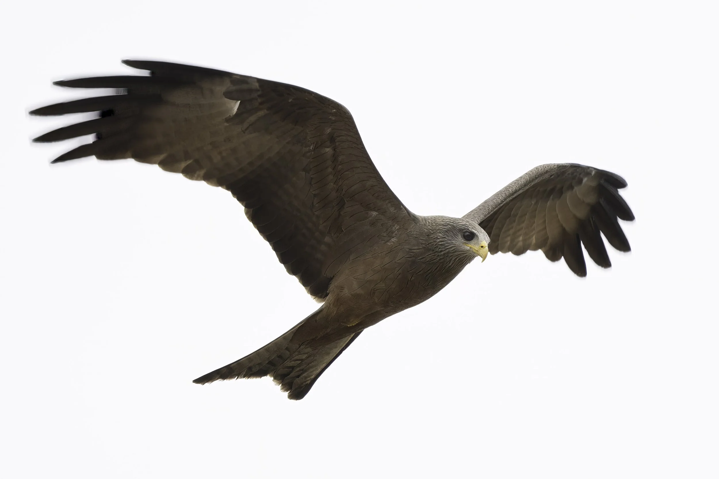 Black Kite