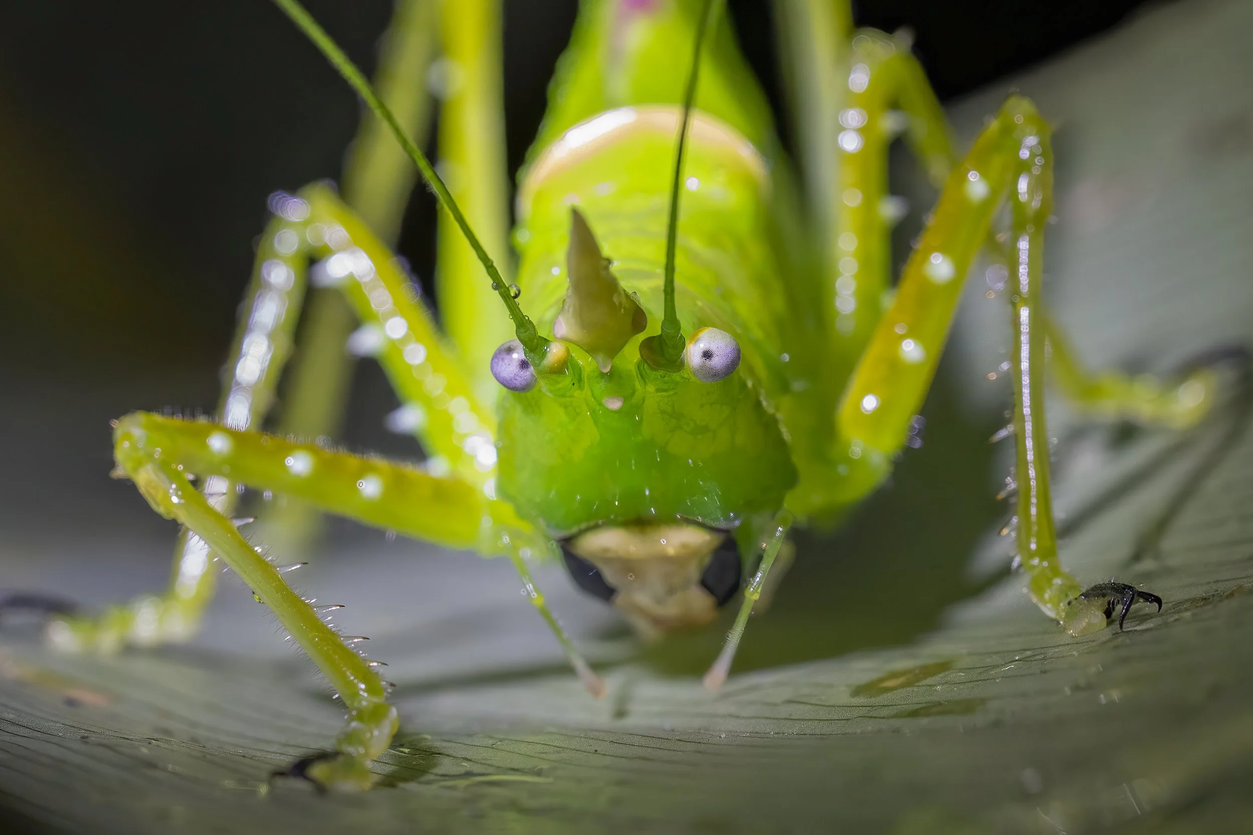Rhinoceros Katydid