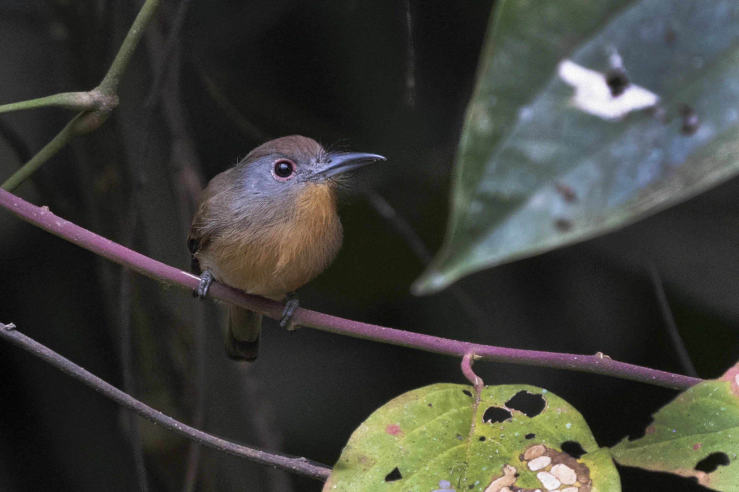 Gray Cheeked Nunlet