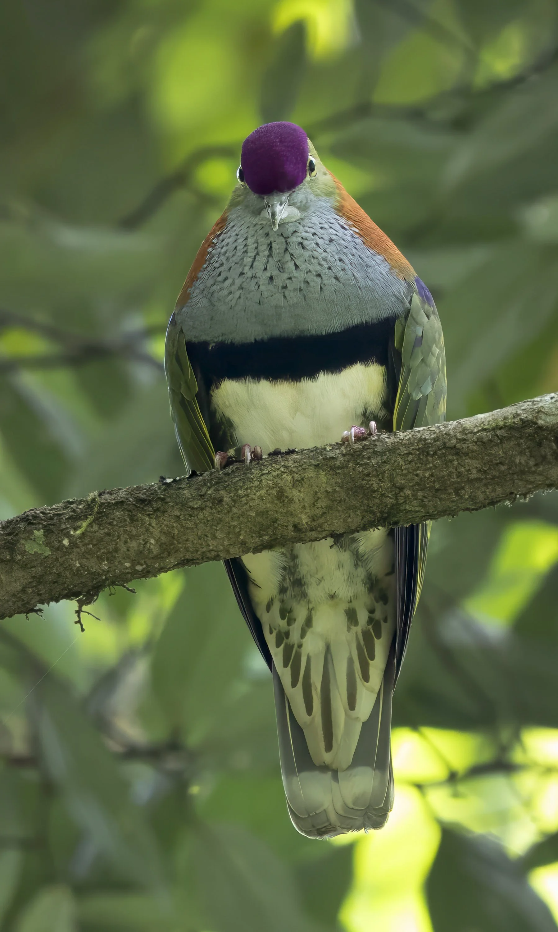 Superb Fruit Dove