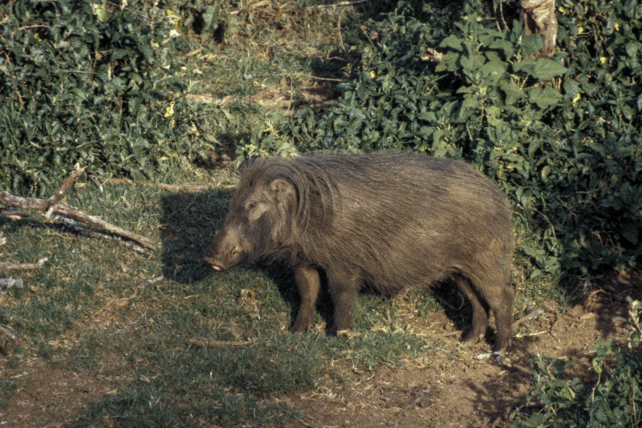 Giant Forest Hog, Kenya