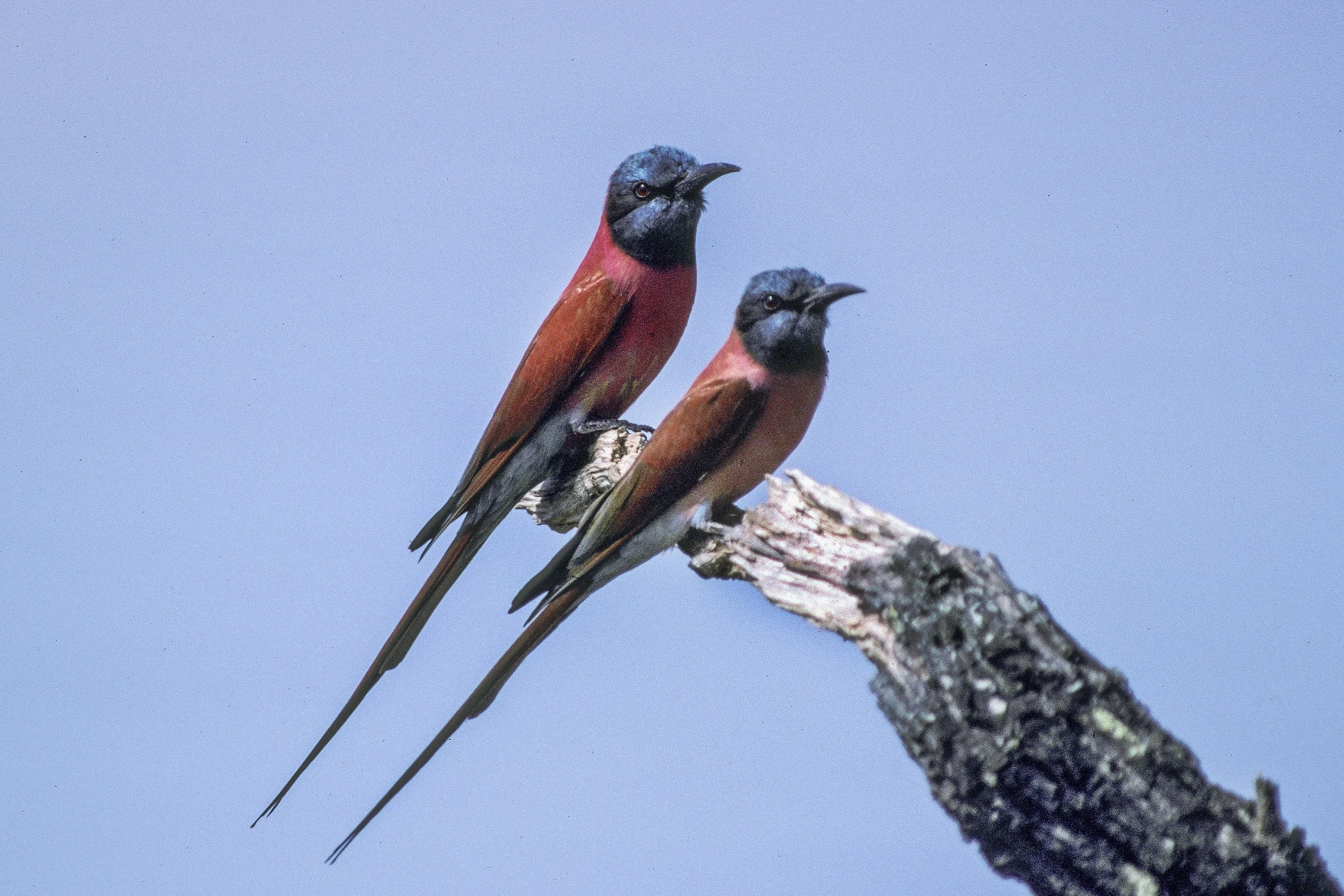 Carmine Bee Eater